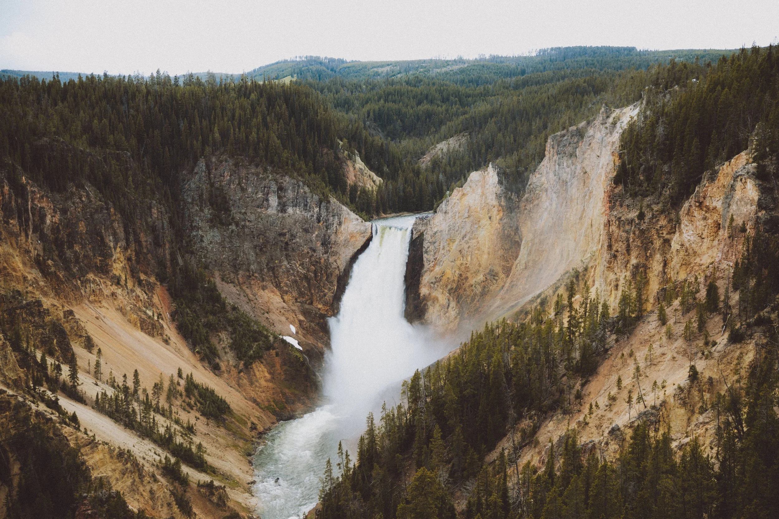 yellowstone-national-park-wyoming-wildlife-road-trip-photography-the-mandagies-81.jpg