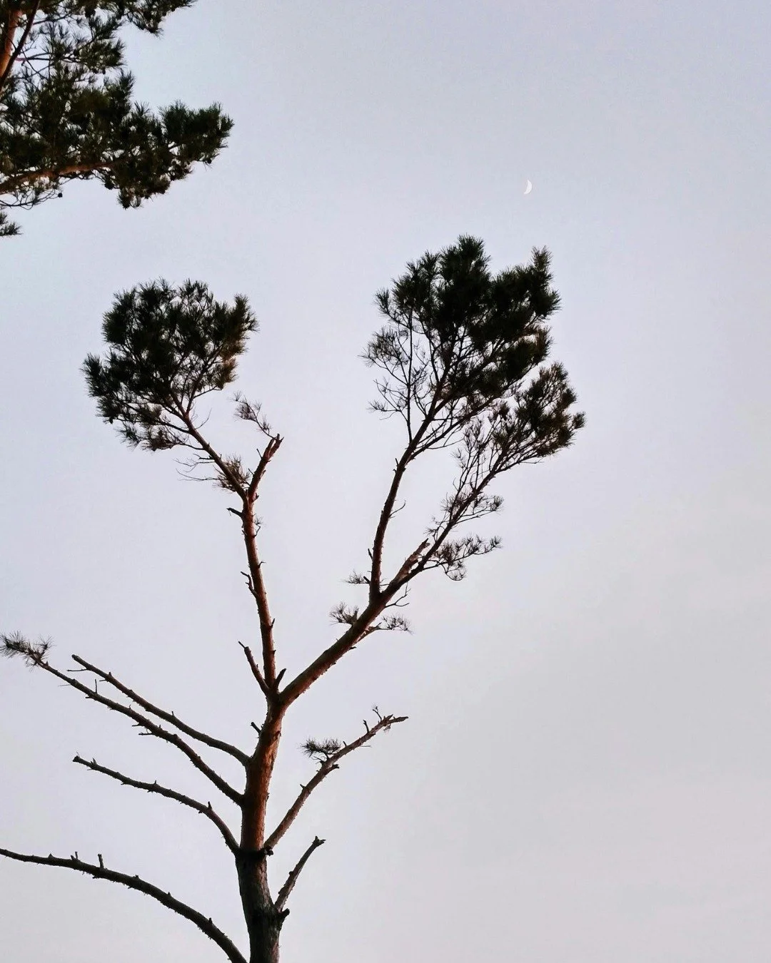 Each tree stands alone. However, nothing in nature exists in isolation. Trees are in constant relationship with light, water, air, soil, fungi, insects, birds, and even humans.

Trees absorb the carbon dioxide we exhale and release oxygen for us to i