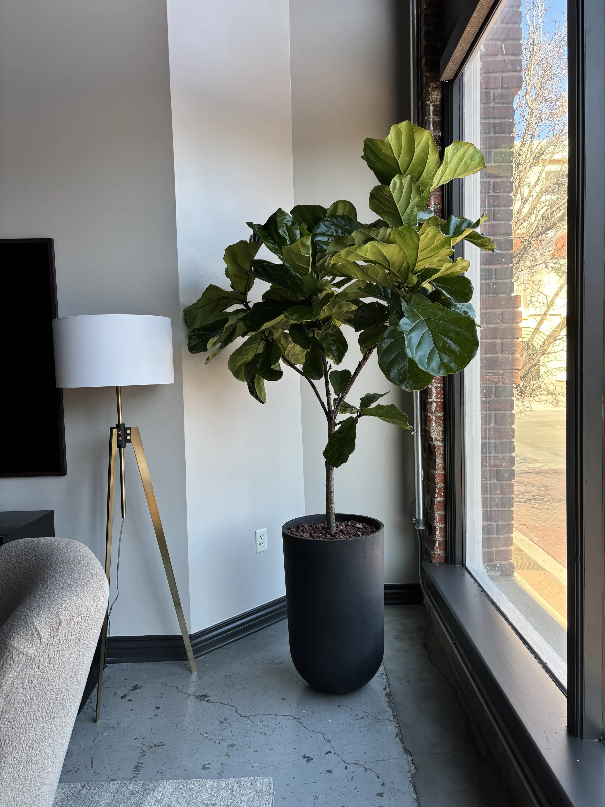 Large potted fiddle leaf fig plant inside near a window in a modern room with a concrete floor and white walls, next to a black TV and a floor lamp with a white shade.