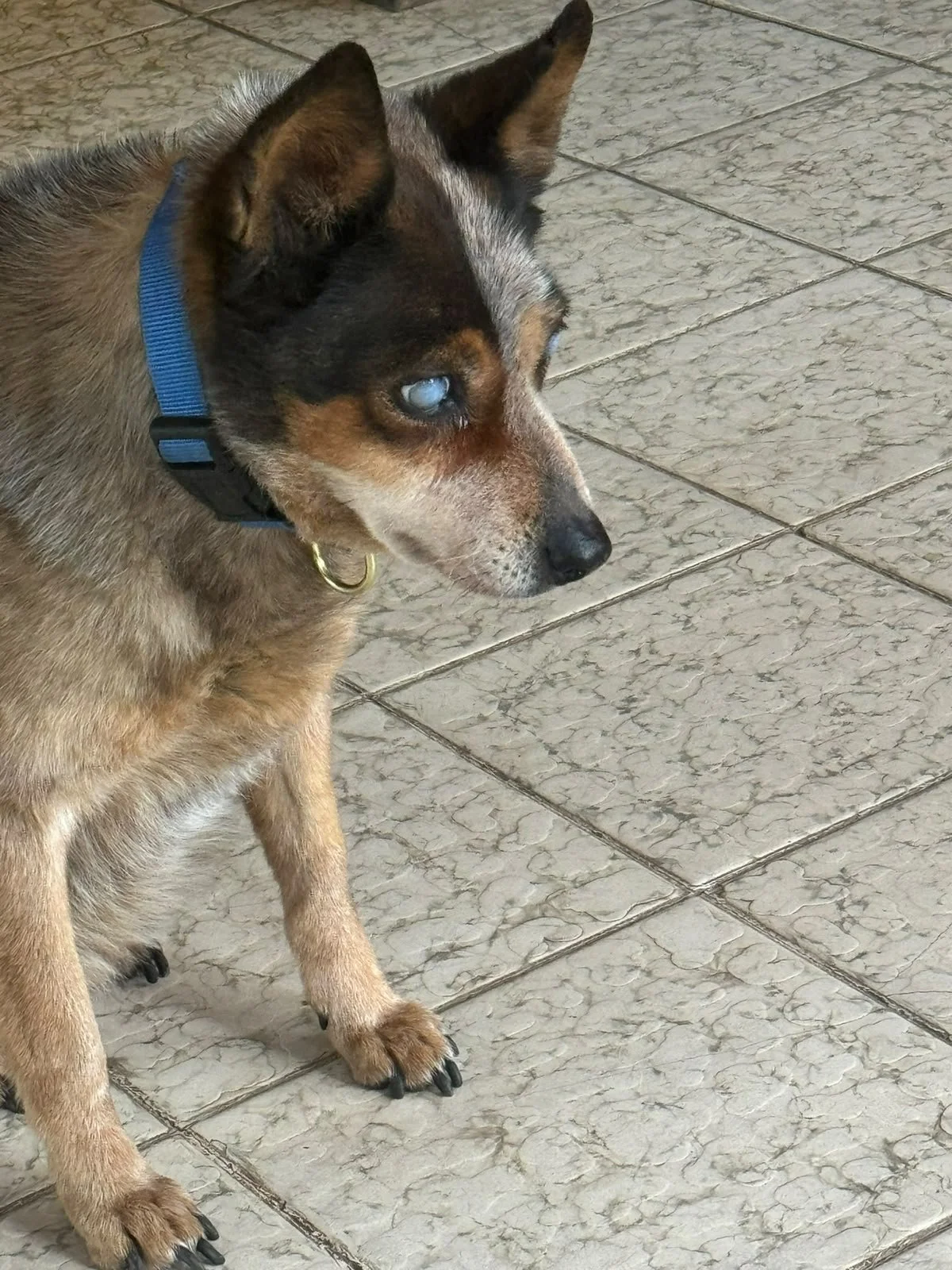 Tabatha - Profoundly blind but immensely loved.
