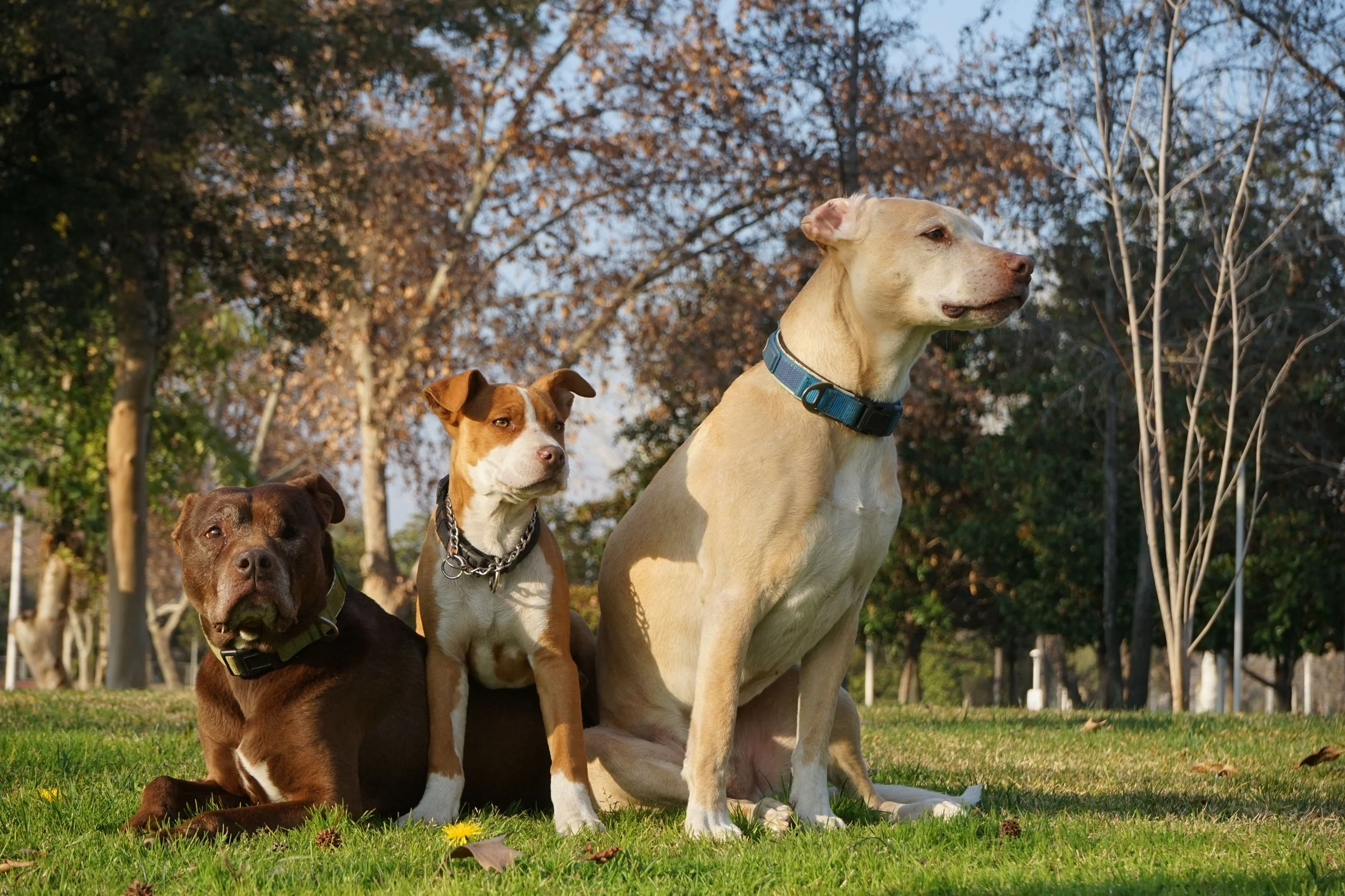 Three dogs sitting on grass in a park with trees and a blue sky in the background.