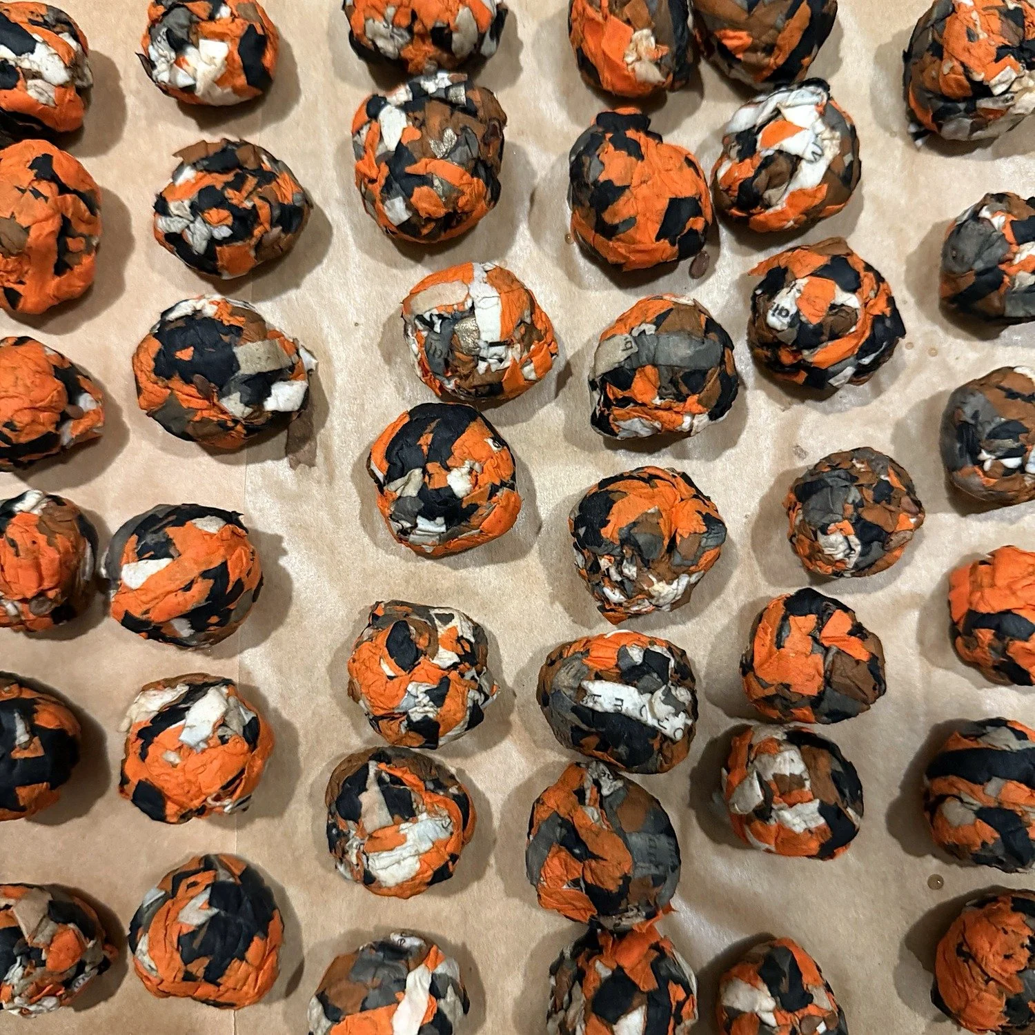 Rows of orange and black recycled-paper milkweed seed balls drying on parchment.