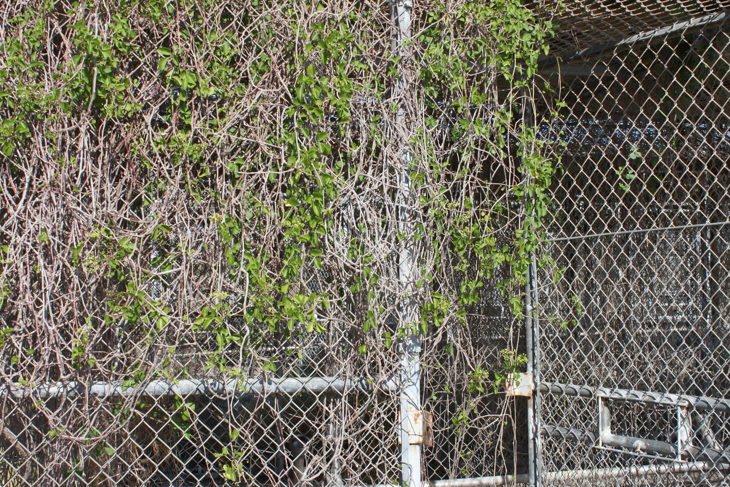 IMG_6785.JPG
