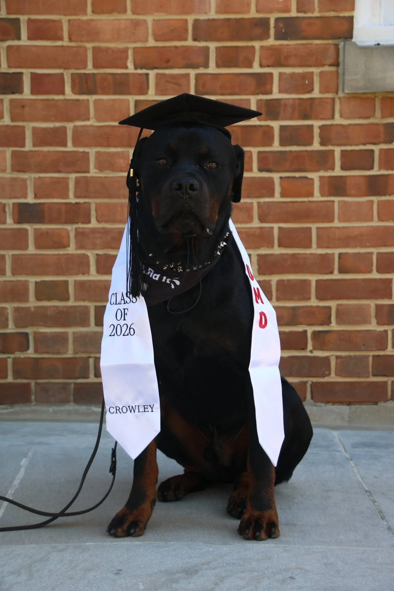 A Rottweiler dog wearing a graduation cap and a white sash with black text, sitting outdoors in front of a brick wall.