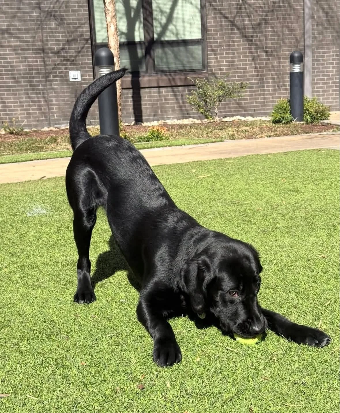 A black Labrador Retriever puppy with shiny coat playing with a tennis ball on a grassy area in front of a brick building.