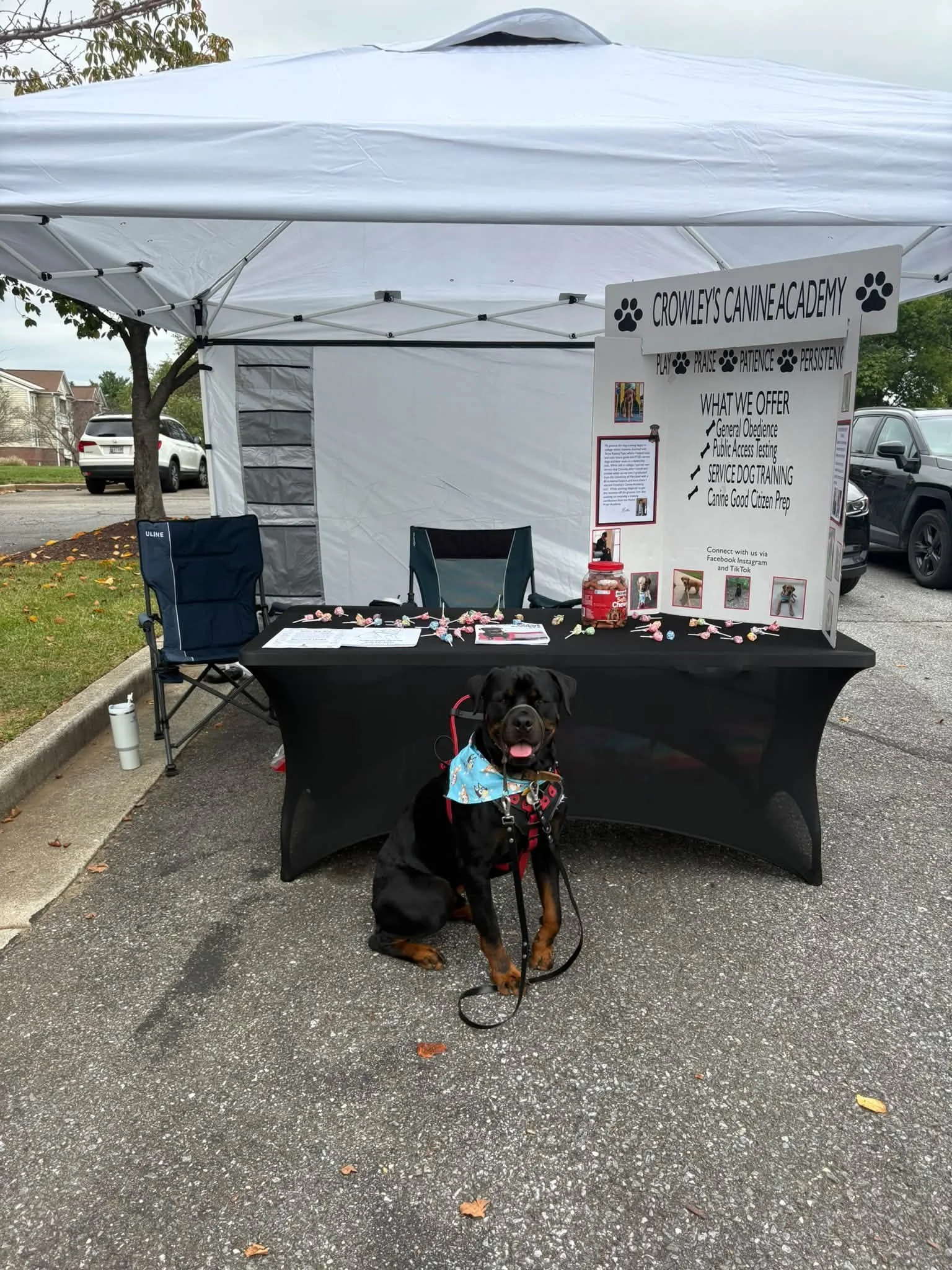 A black and tan dog with a blue bandana sitting under a white canopy tent with a sign for Crowley's Canine Academy, featuring a list of services and photos, on an outdoor paved area with parked cars and houses in the background.