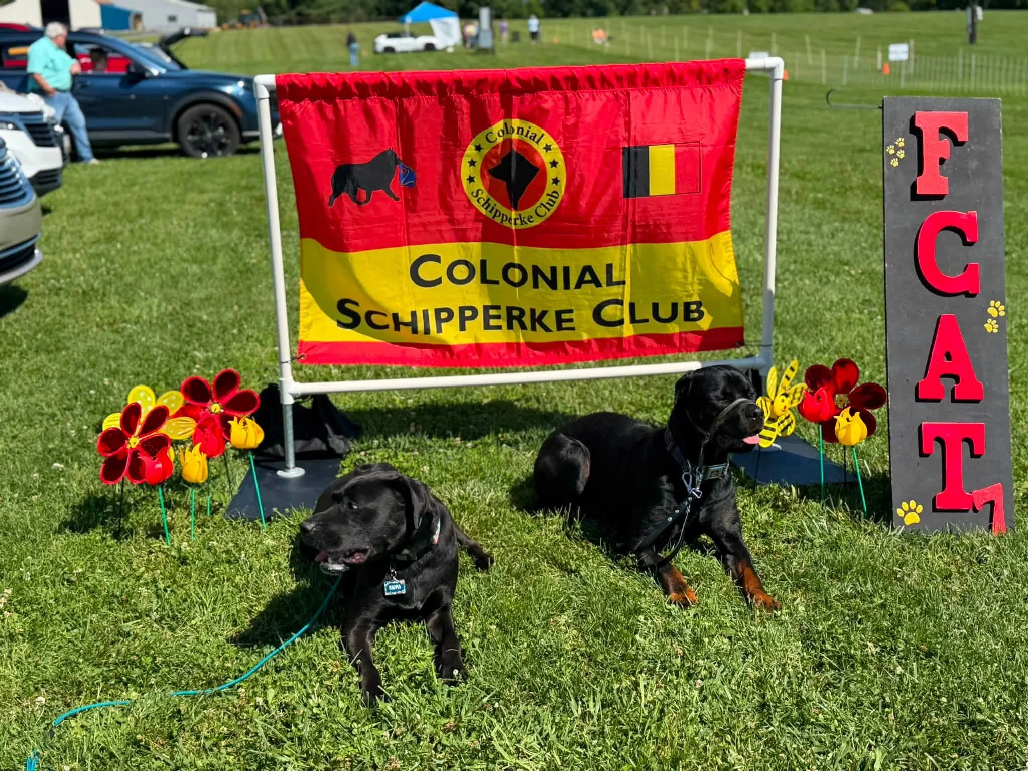 A red and yellow flag with the text 'Colonial Schipperke Club' and a logo, displayed outdoors on a grassy field. Four black dogs are sitting in front of the flag, and colorful pins resembling flowers are on the ground nearby.