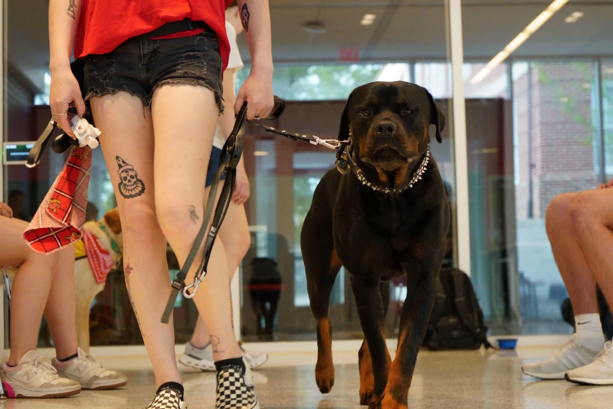 Children and a Rottweiler dog on leashes indoors at a dog training class or event.