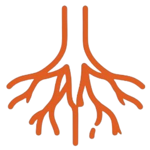 Illustration of human lungs and bronchial tubes in orange.