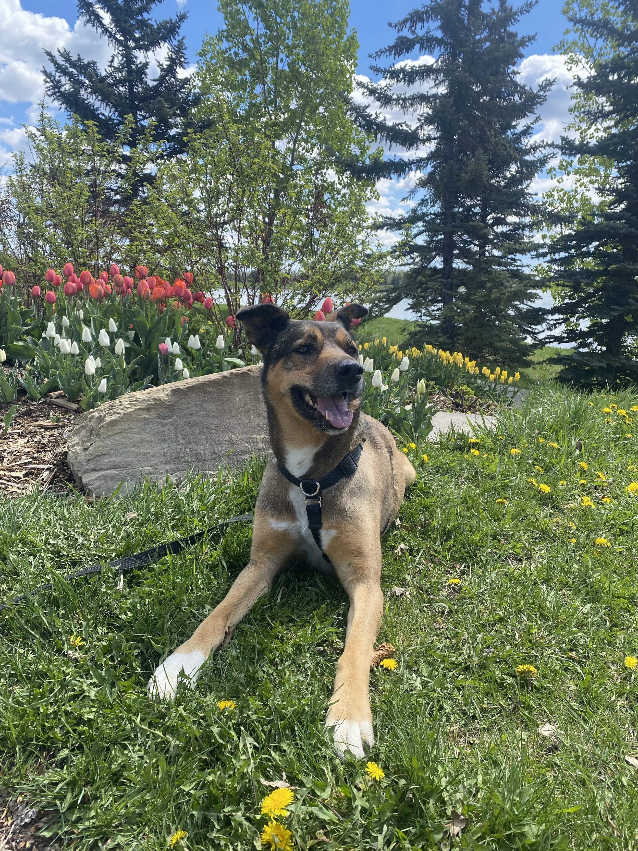Floki Thatcher Chief Furry Officer and Energy Director Reiki in the Rockies Calgary
