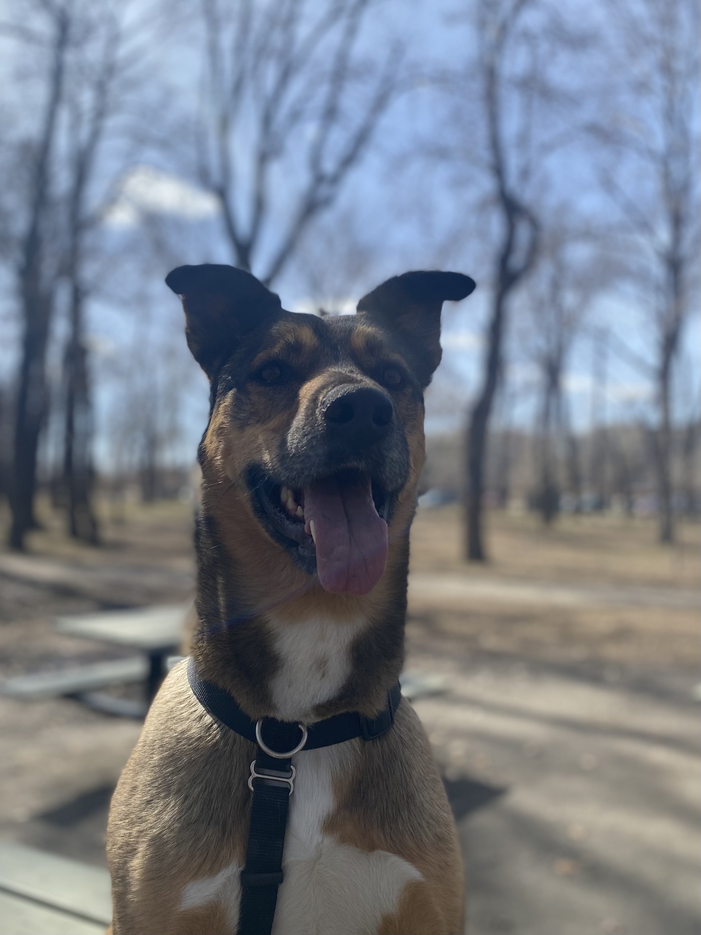 Floki German Shepherd Mix Dog Reiki Calgary Alberta