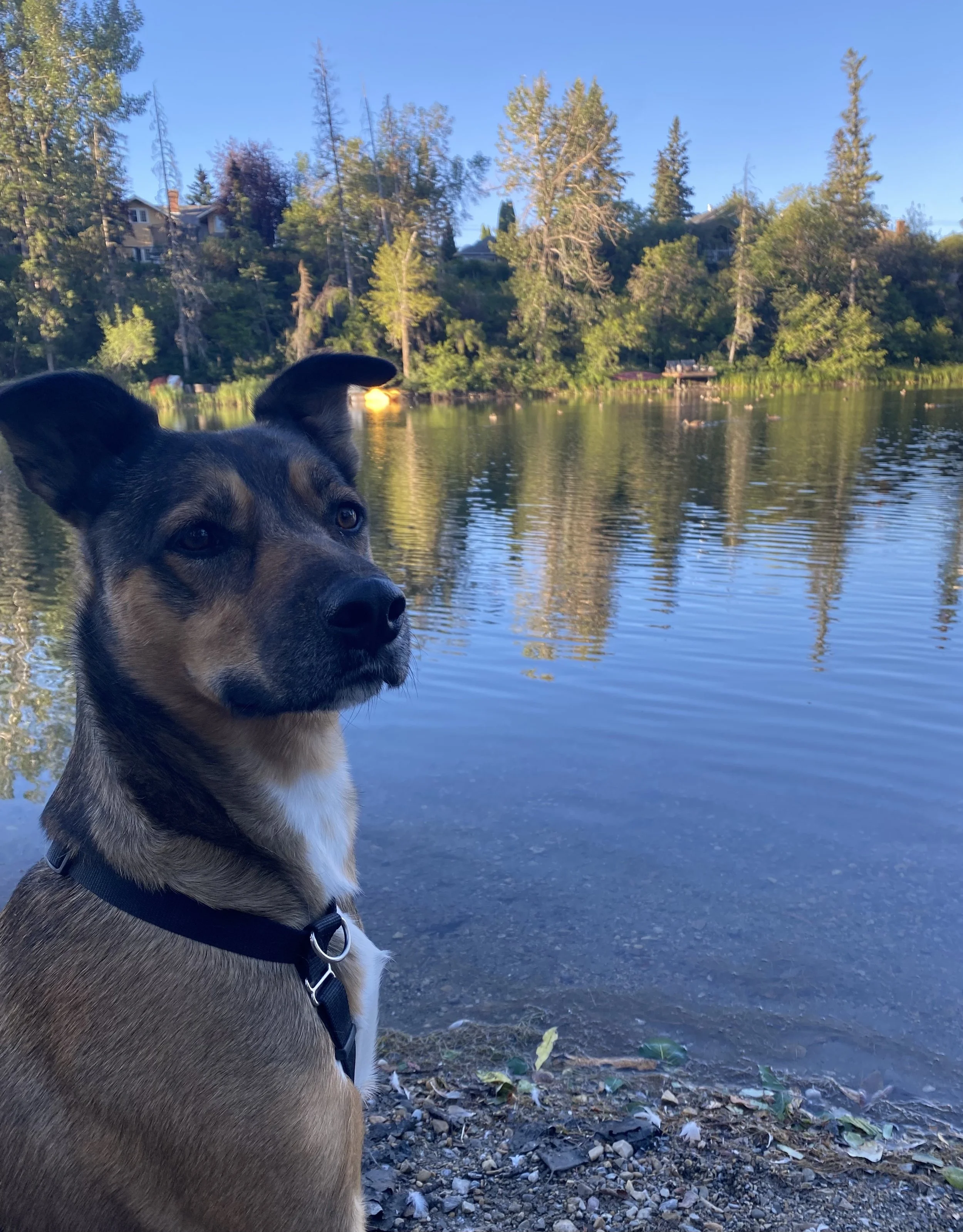 Floki Dog Energy Healing by River Reiki in the Rockies