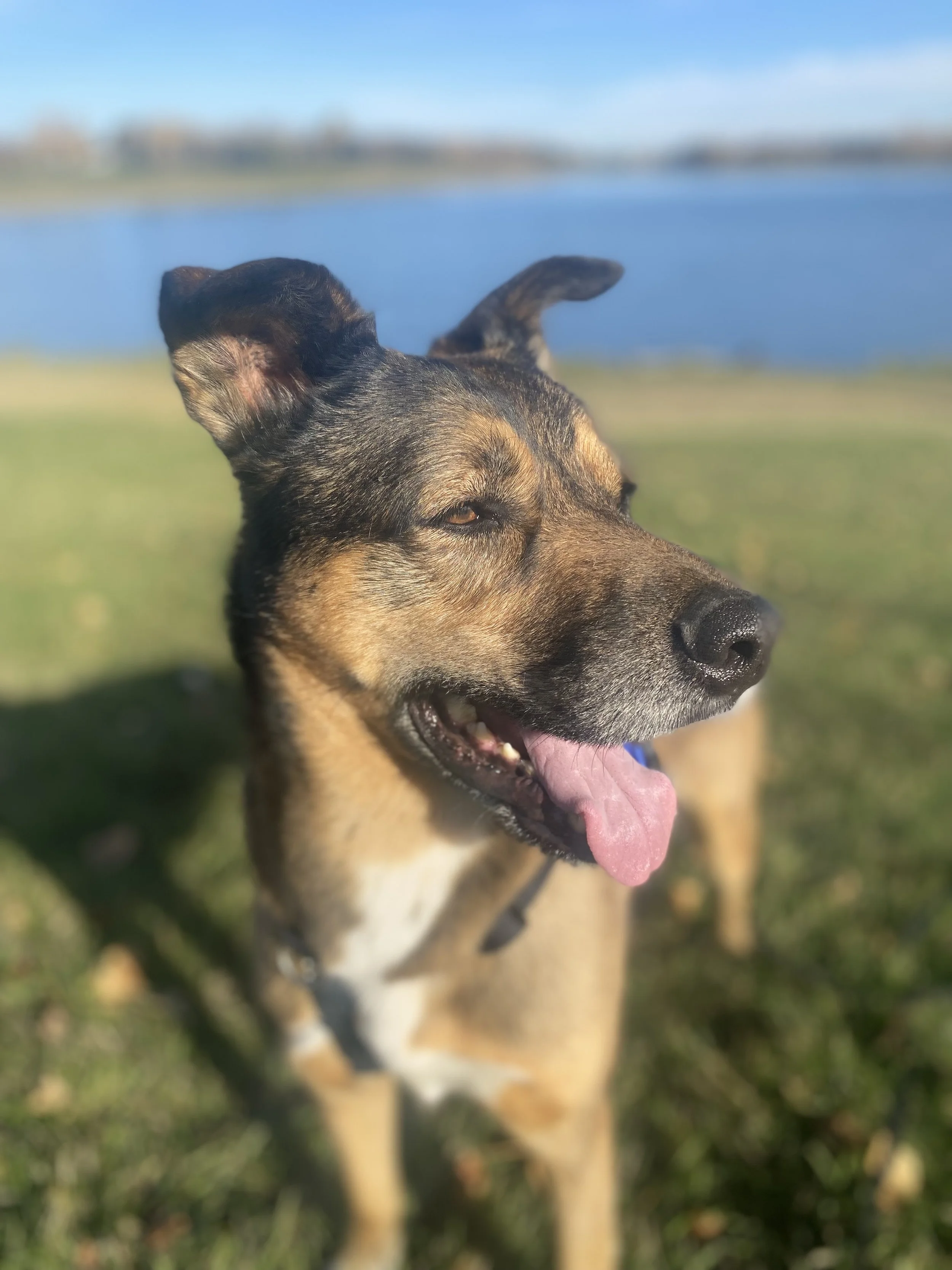Floki Chief Furry Officer Reiki Calgary