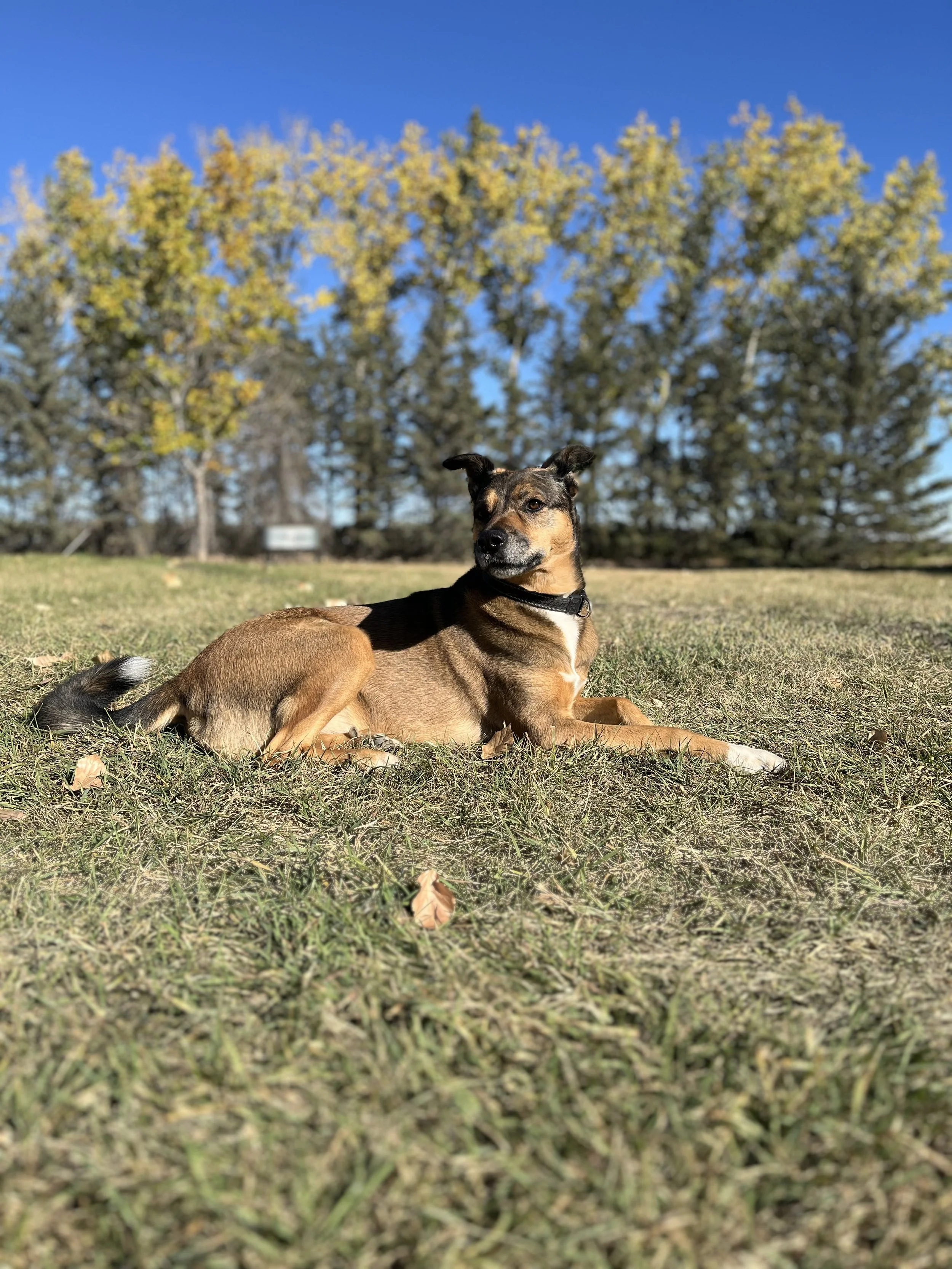 Floki Relaxing in Grass Pet Reiki Healing Calgary