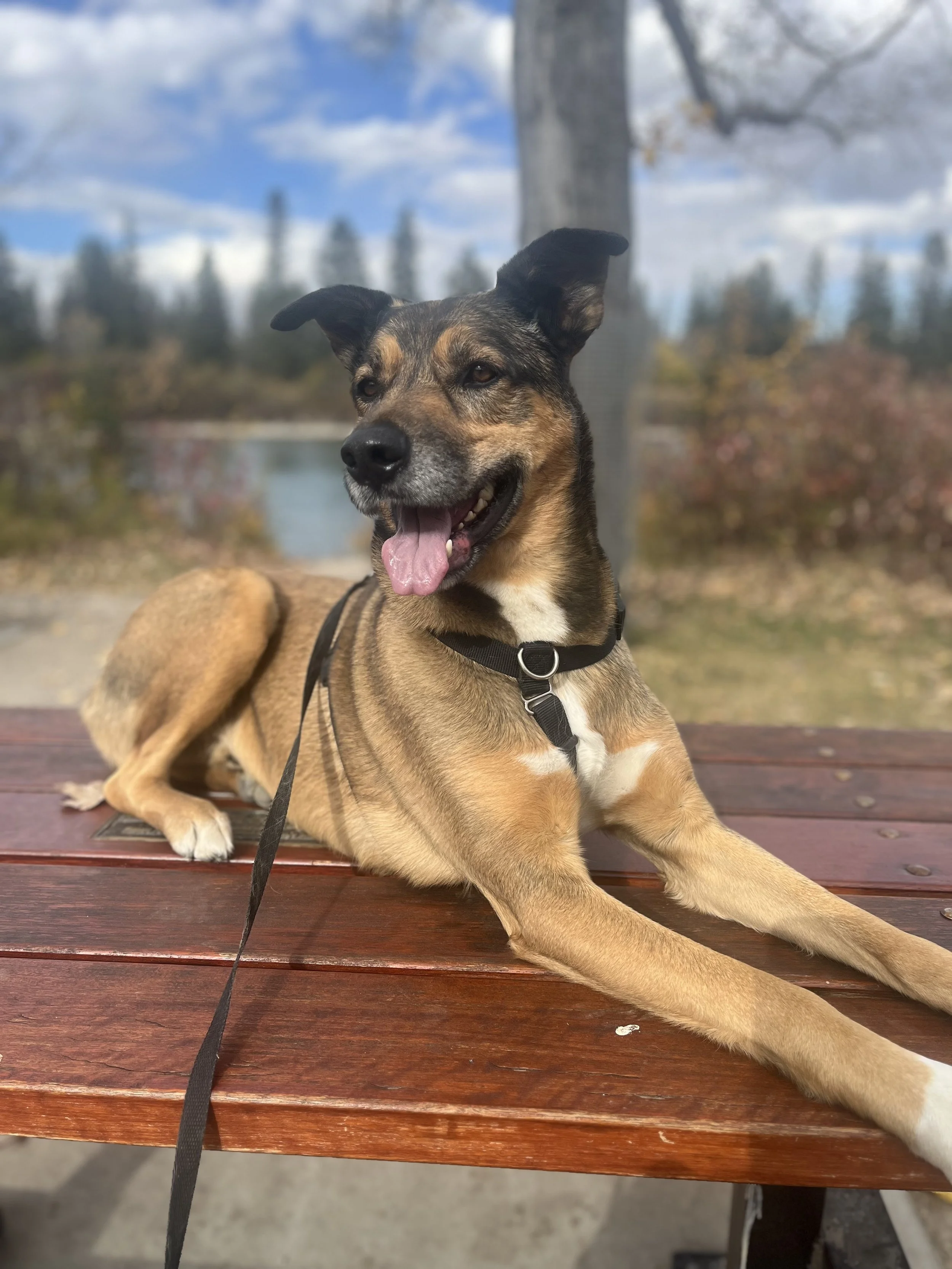 Floki on Picnic Table Reiki in the Rockies