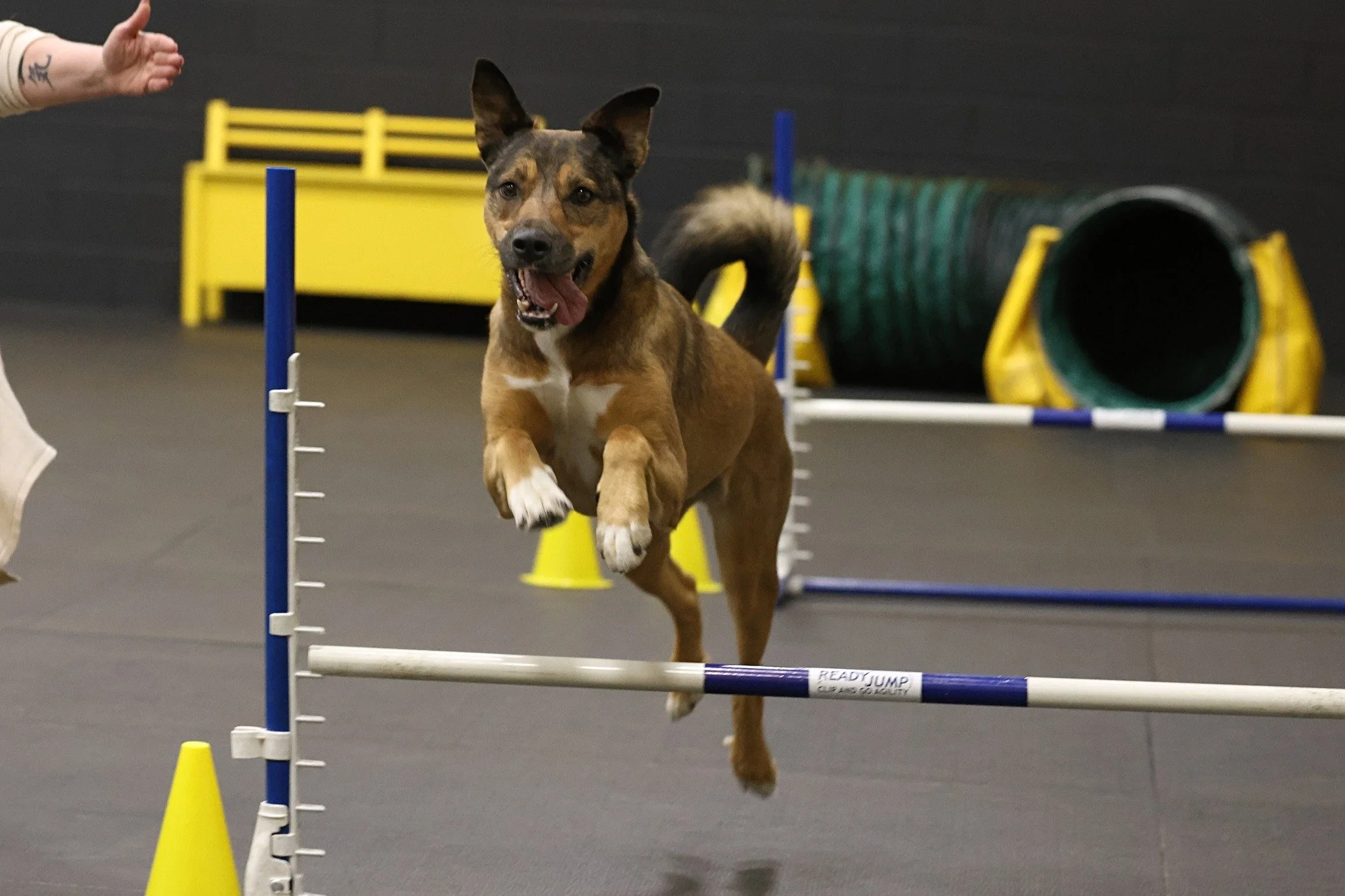 Floki Active Dog Wellness and Agility Calgary