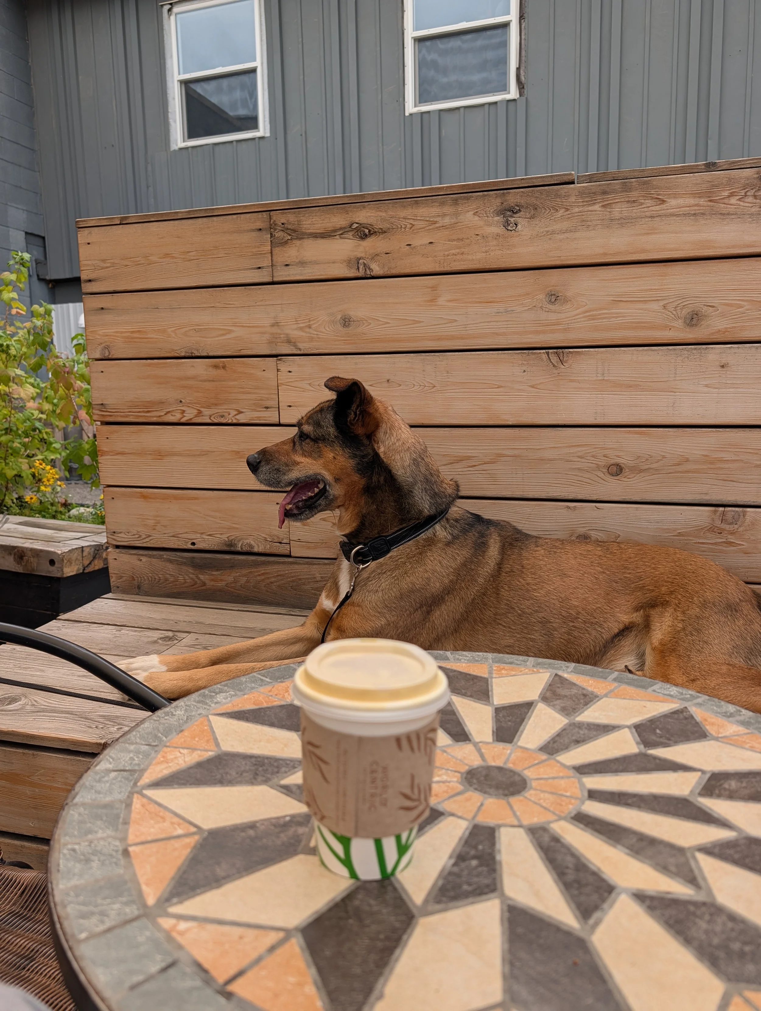 Floki Chief Furry Officer Light Cellar Calgary