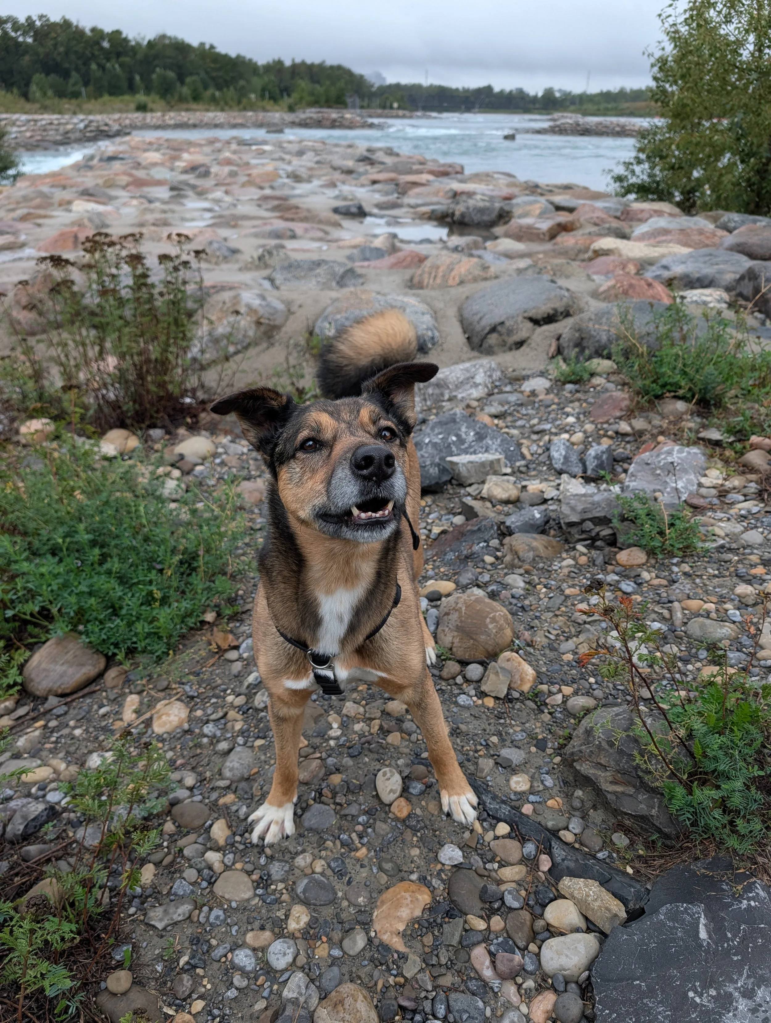 Floki Grounding Session Reiki in the Rockies Calgary