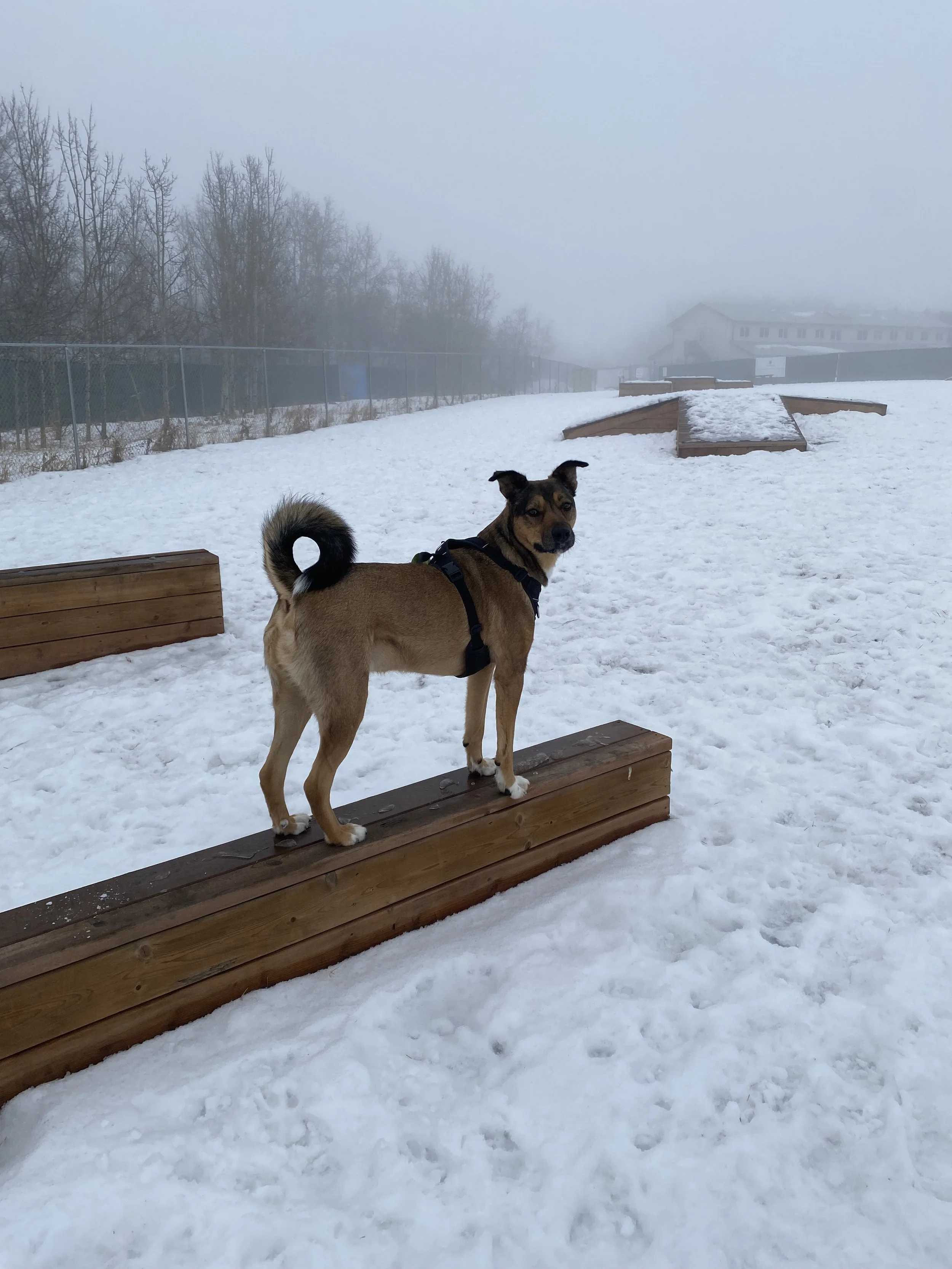 Floki Winter Agility Training Pet Reiki Calgary
