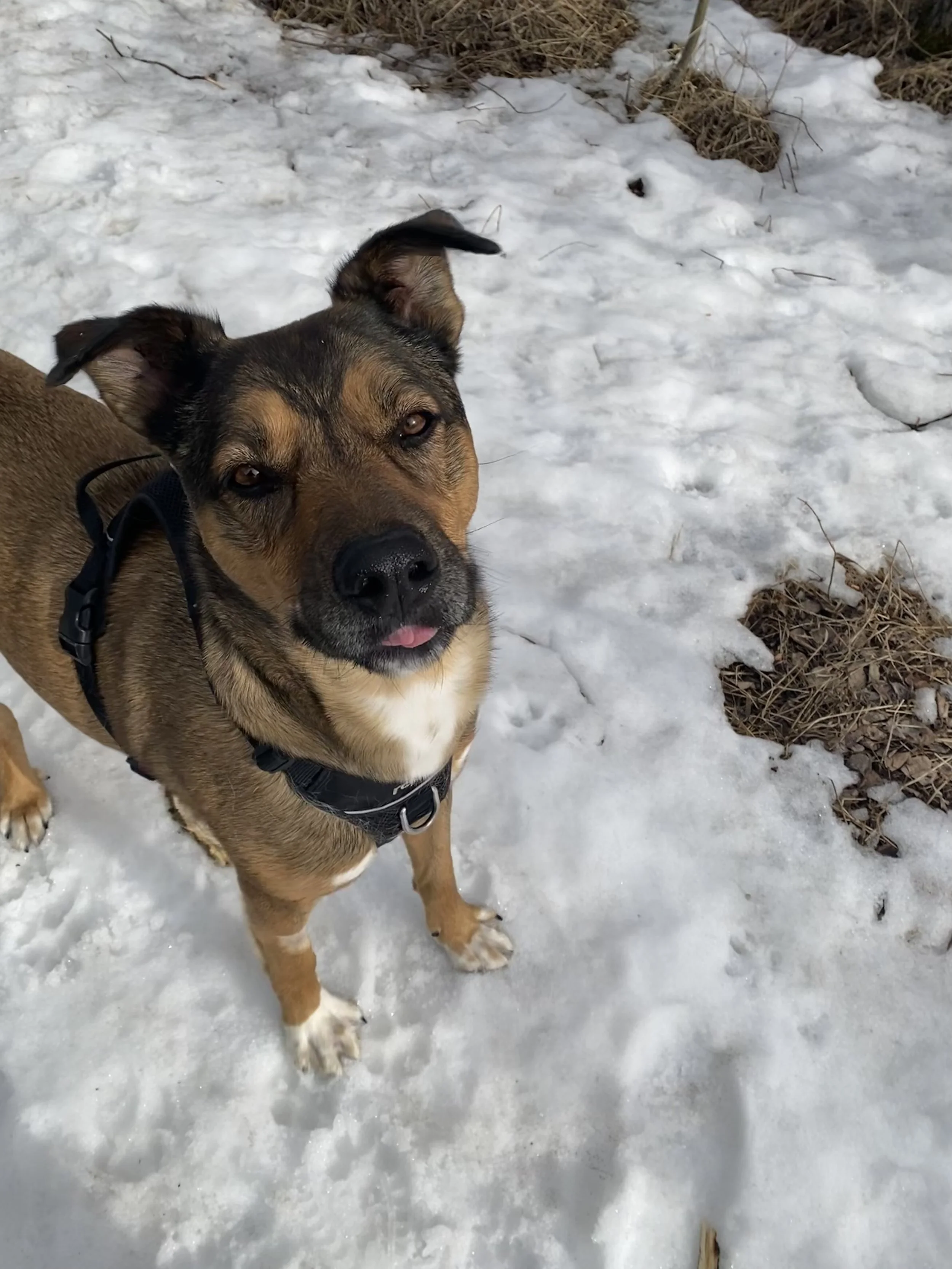 Floki Snow Walk Energy Director Reiki in the Rockies