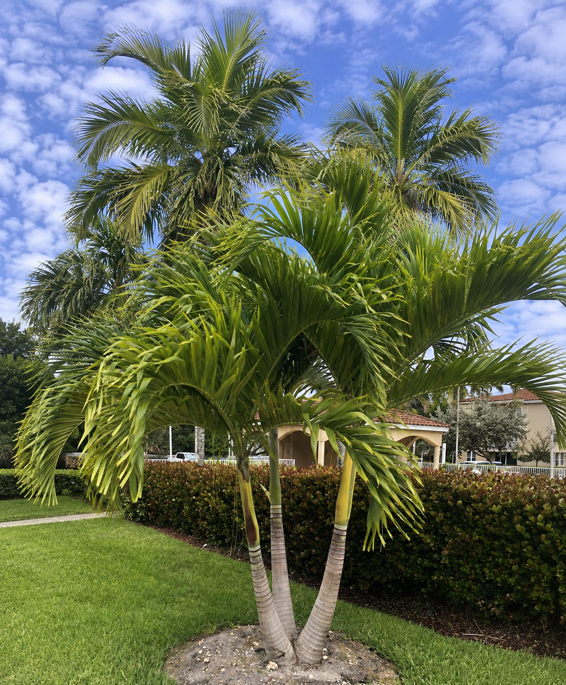 A double-trunked palm tree in a grassy area with a hedge, houses, and a blue sky with scattered clouds in the background.