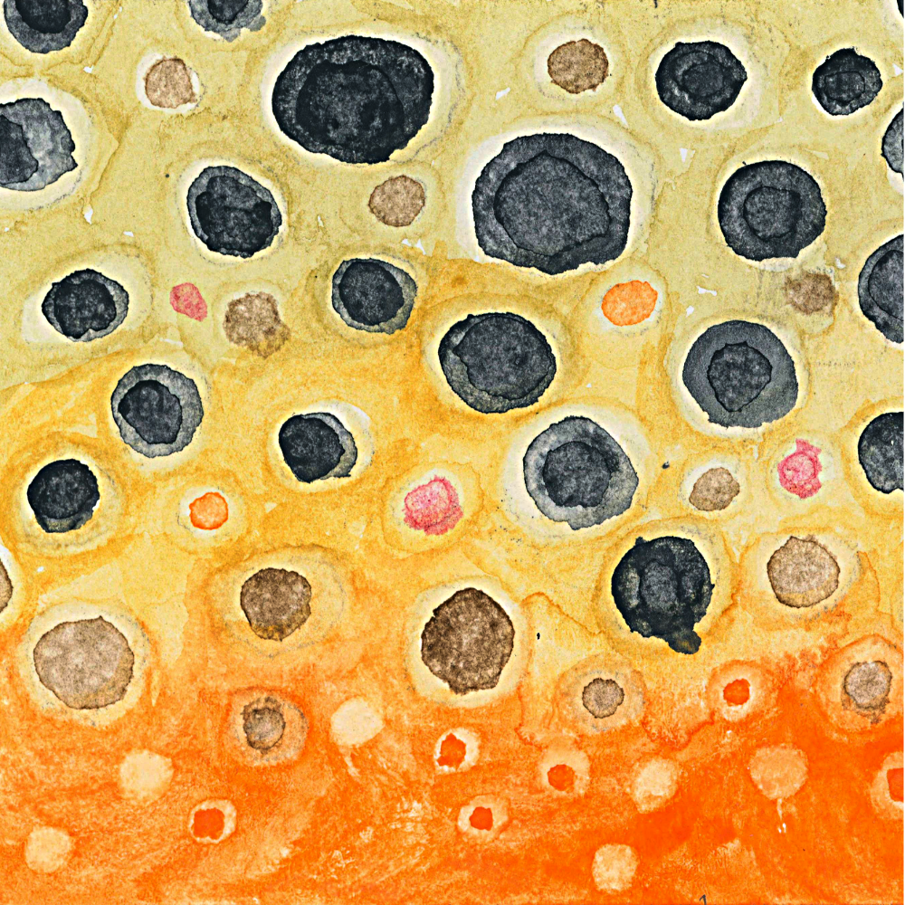 Brown Trout 601 1000px.png