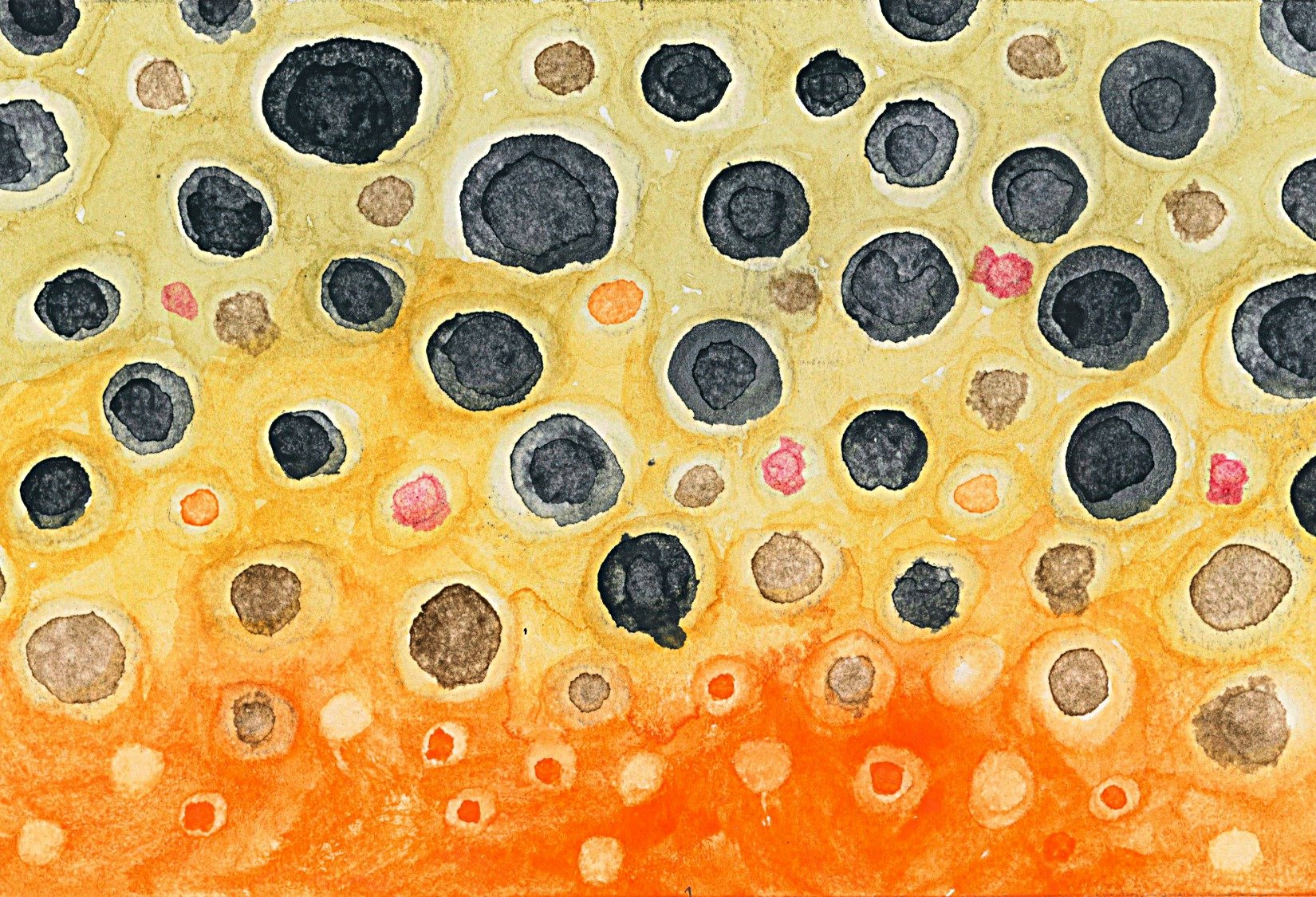 Brown Trout No. 601 — Master Study Original Watercolor