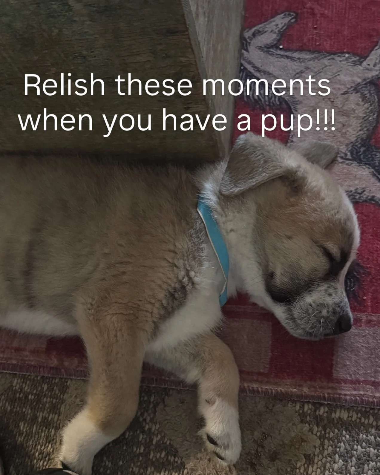 I love fostering pups from Stray Hearts in Taos!!