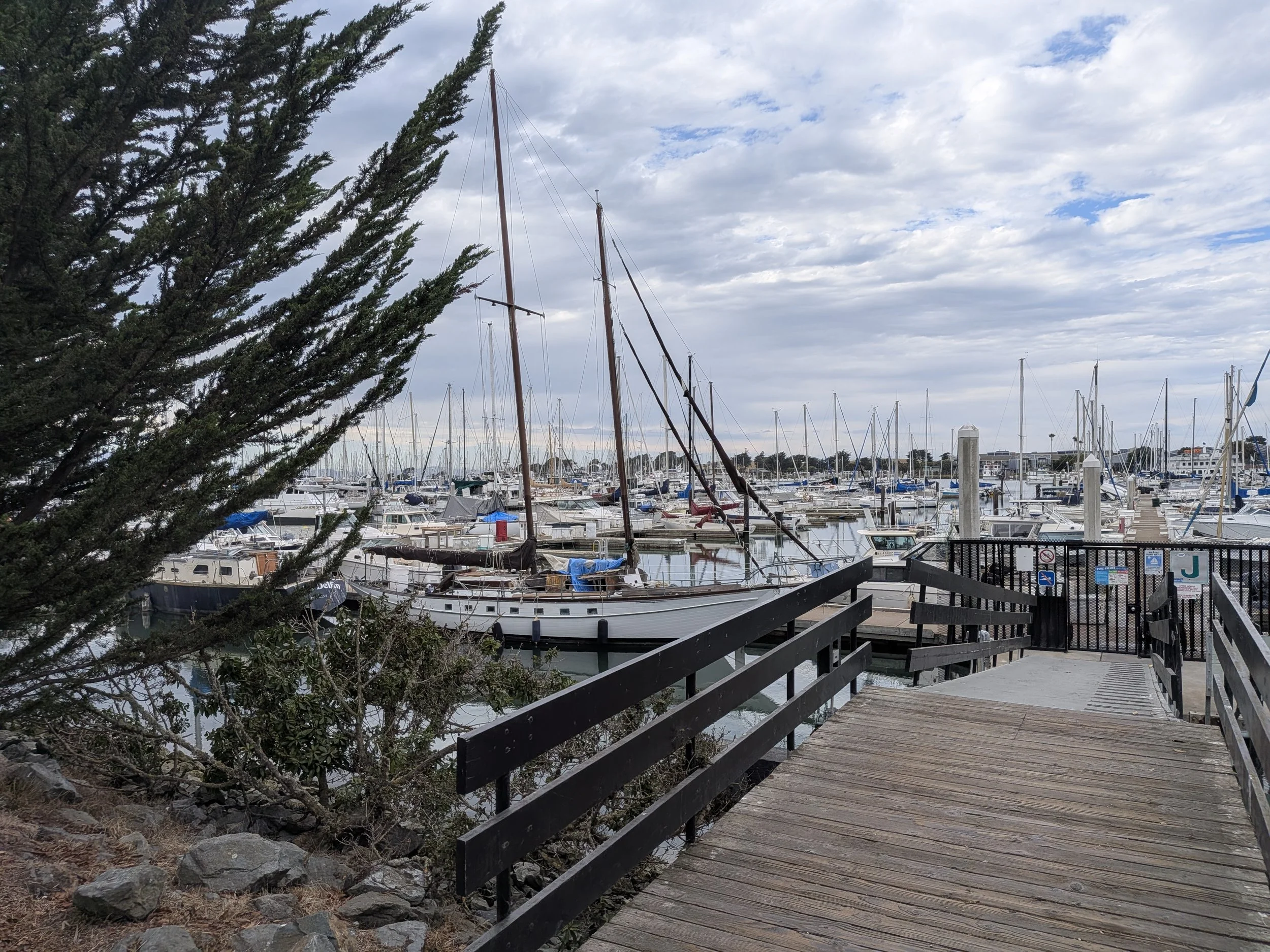 A marina with many boats docked, seen from a wooden walkway with black railings. A large green tree is on the left, and a cloudy sky is overhead.