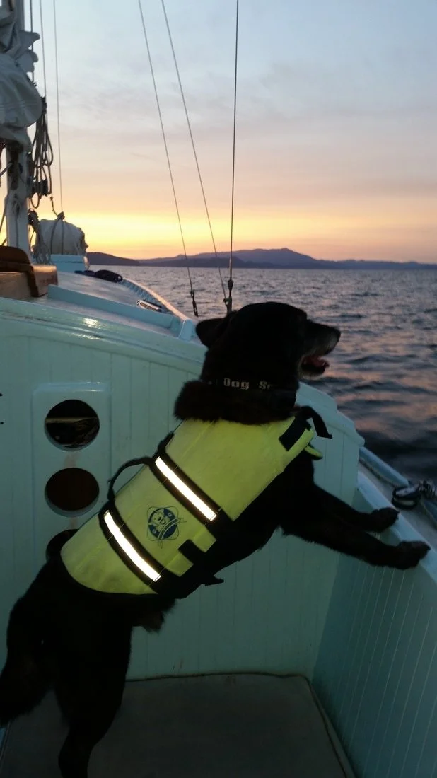 Dog wearing a yellow life jacket on a boat during sunset at sea.