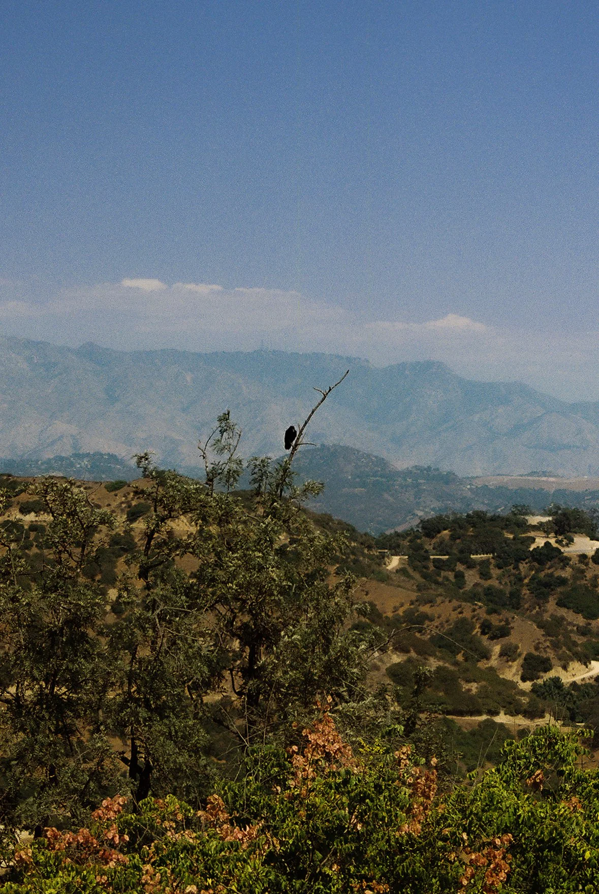 Scenic view of rolling hills and mountains under a clear blue sky with sparse clouds, featuring a single leafless tree with a dark object hanging from its branch in the foreground.