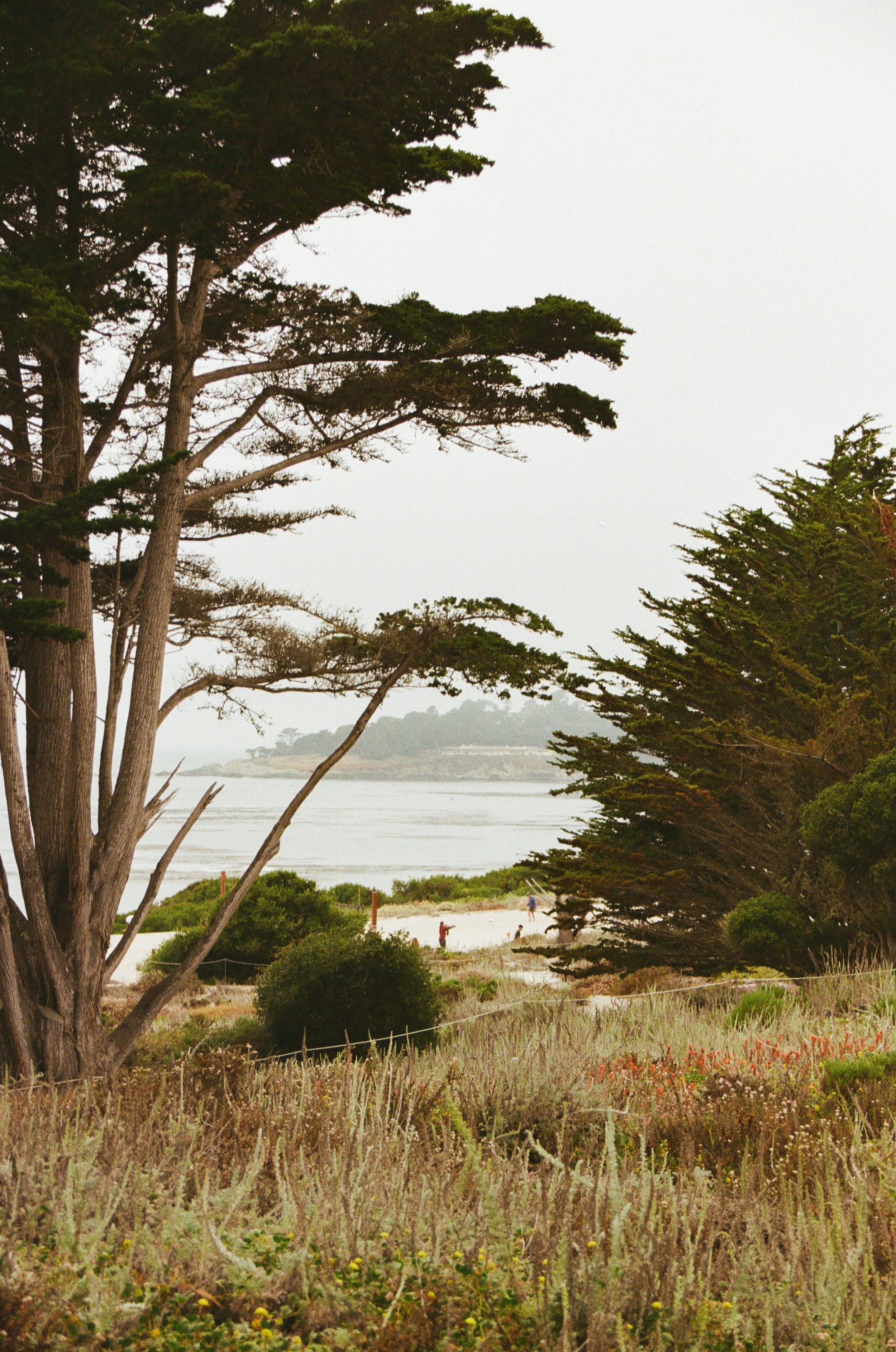 A scenic coastal landscape with tall trees in the foreground, a sandy beach, and people walking near the shoreline. The ocean and distant landforms are visible in the background.