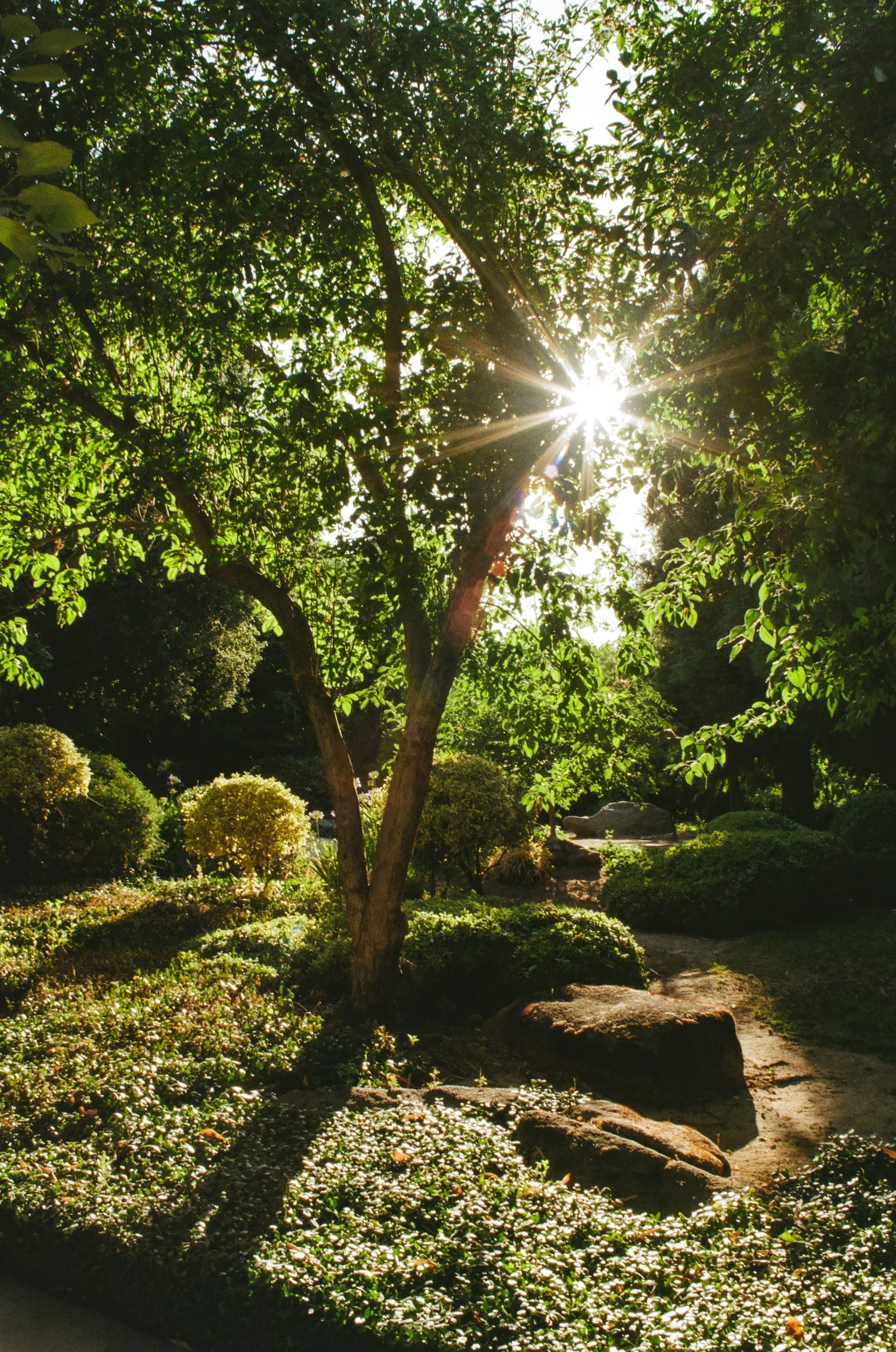 Sunlight filters through the leaves of a large tree in a lush garden with a winding stone pathway and rounded shrubs.