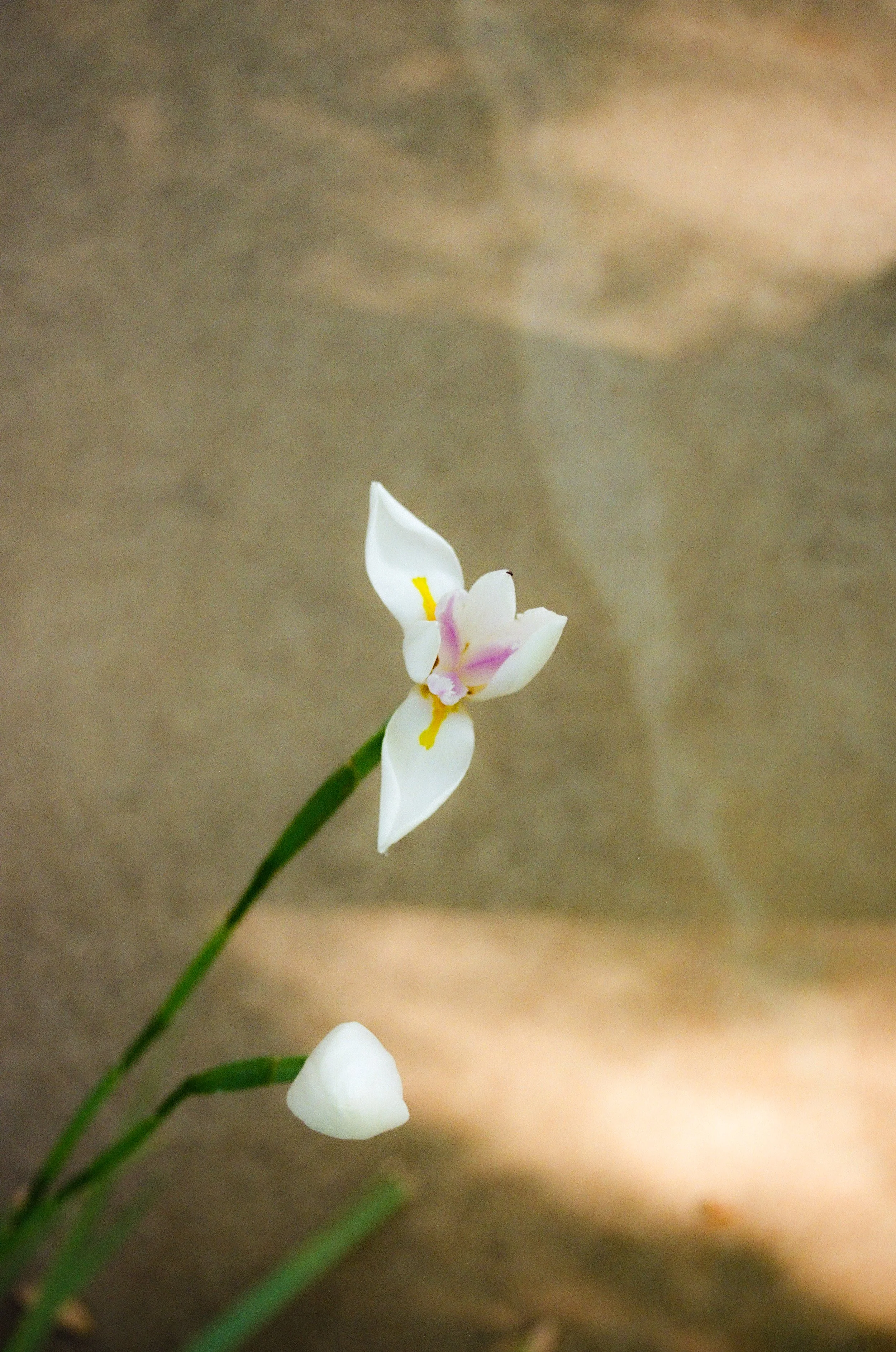 A delicate white flower with pink and yellow markings on its petals, growing on a thin green stem against a blurred brownish background.