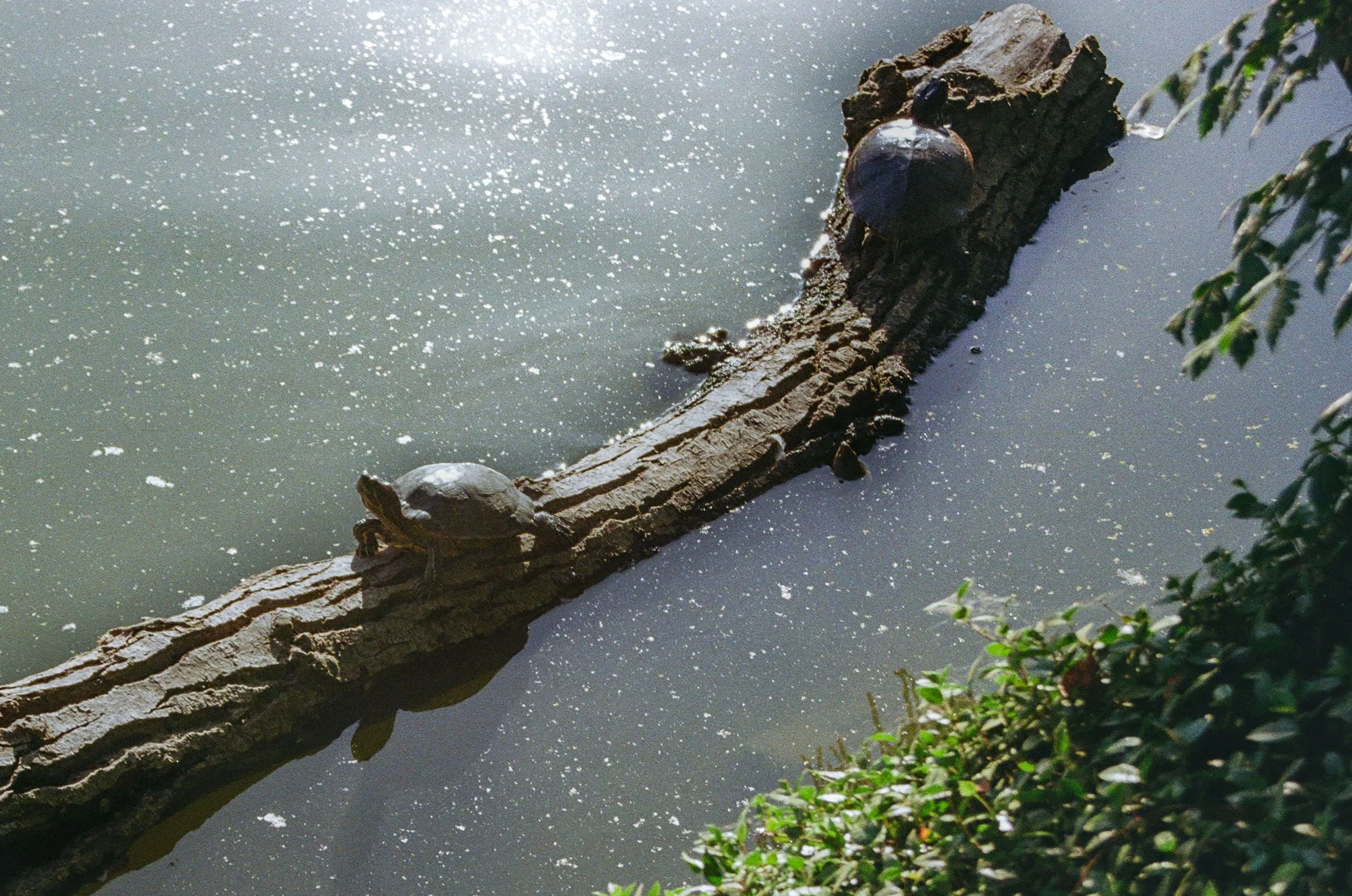 A turtle sitting on a log in a pond with water plants nearby.