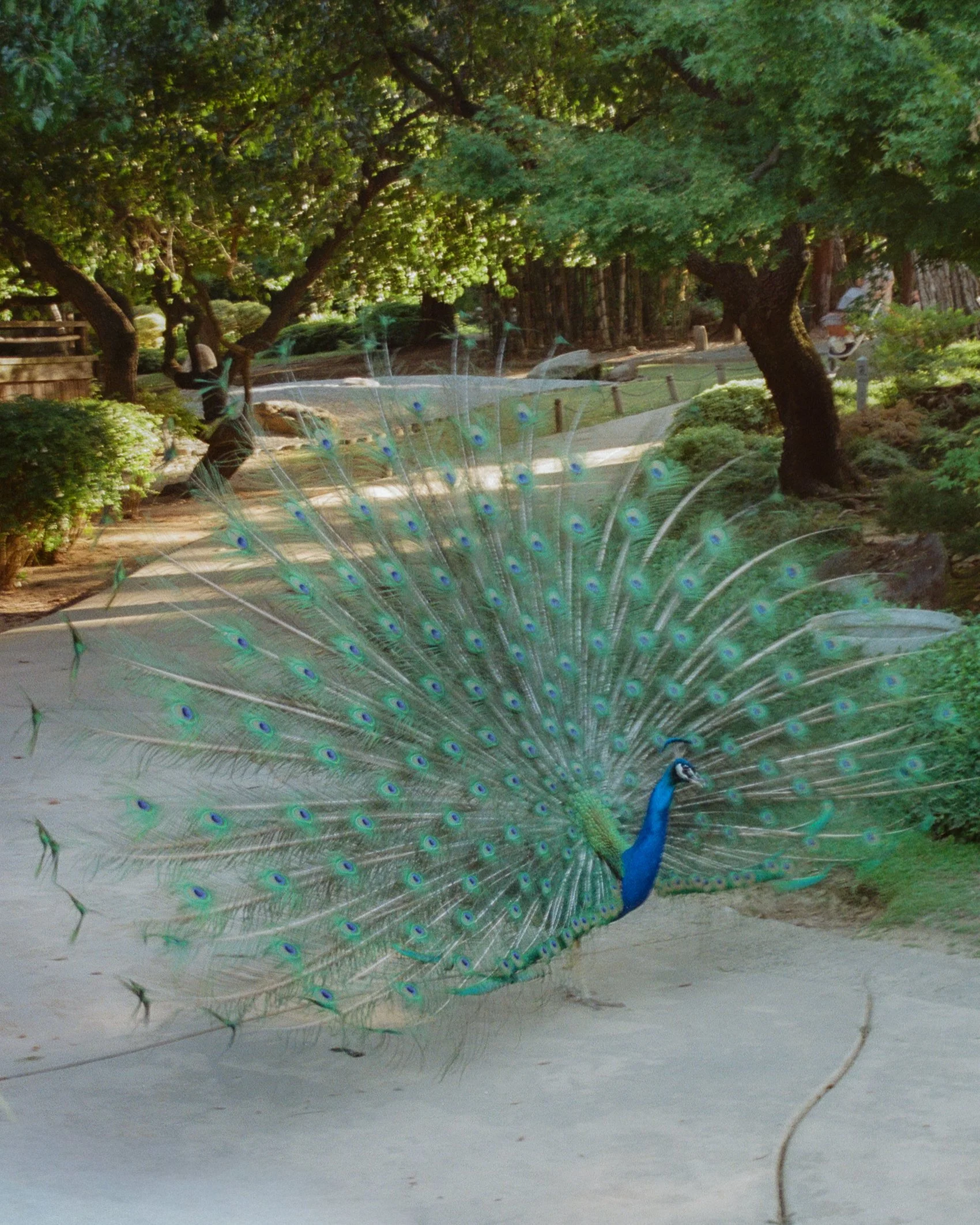 A peacock with bright blue and green plumage displays its tail feathers, which are spread out behind it on the ground in a garden setting with trees and greenery.