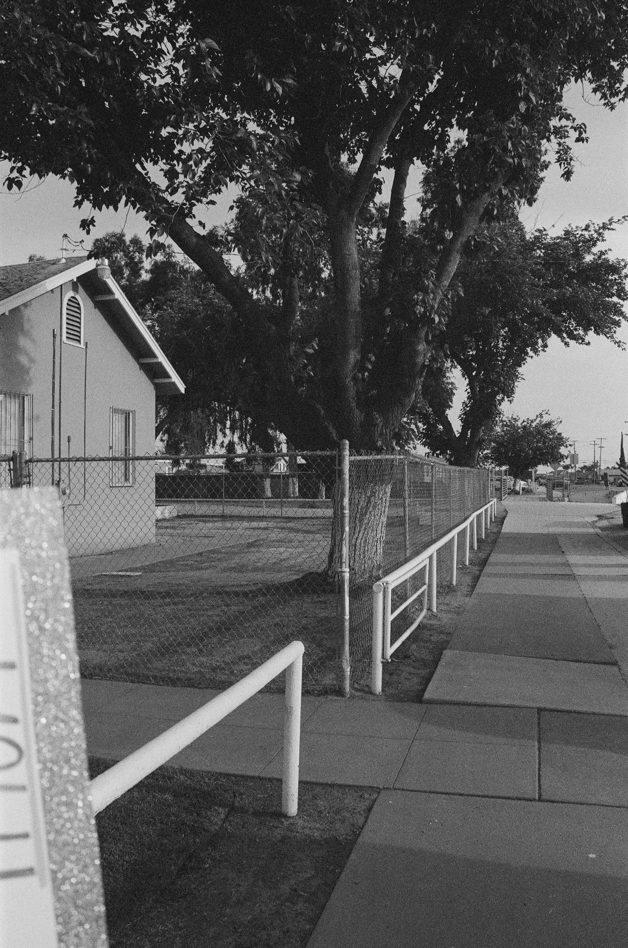 A black and white photo of a large tree with dense leaves in a residential neighborhood. There is a house with a sloped roof and a fenced yard on the left. A sidewalk runs along the street, and a white railing borders the sidewalk in the foreground.