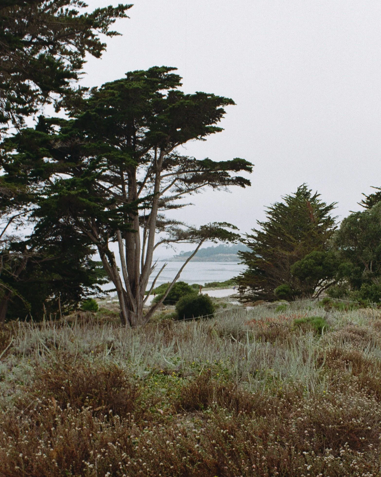 Tall trees and dry grass in a coastal landscape with water in the background