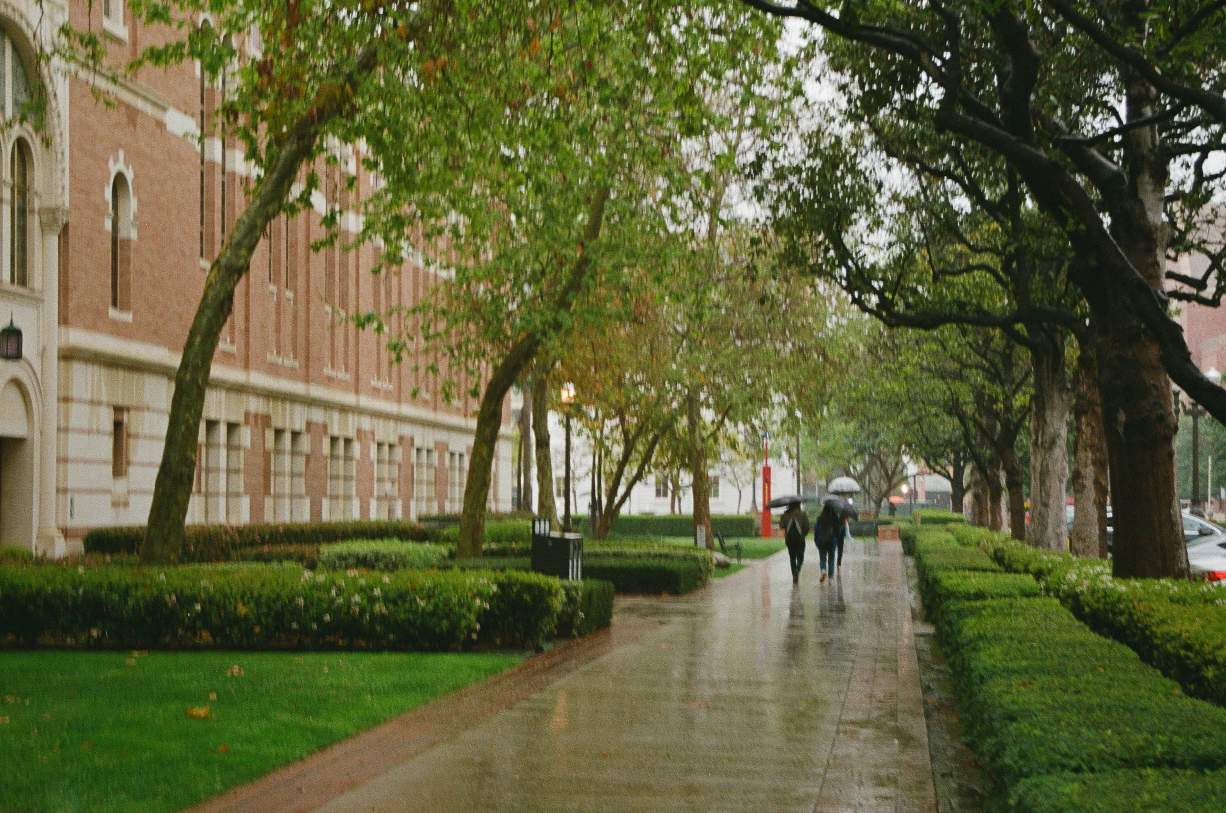 A rainy day scene with two people walking with umbrellas along a city sidewalk lined with trees, grass, and grass-covered benches, next to a large brick building.