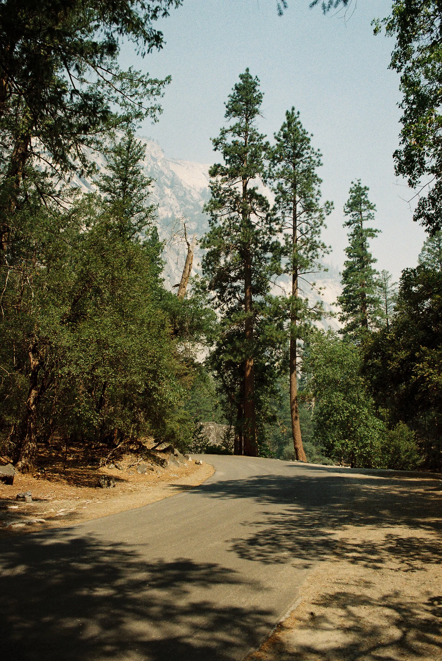 A winding paved road in a forested area with tall pine trees on both sides, some casting shadows on the road, and mountains visible in the background.