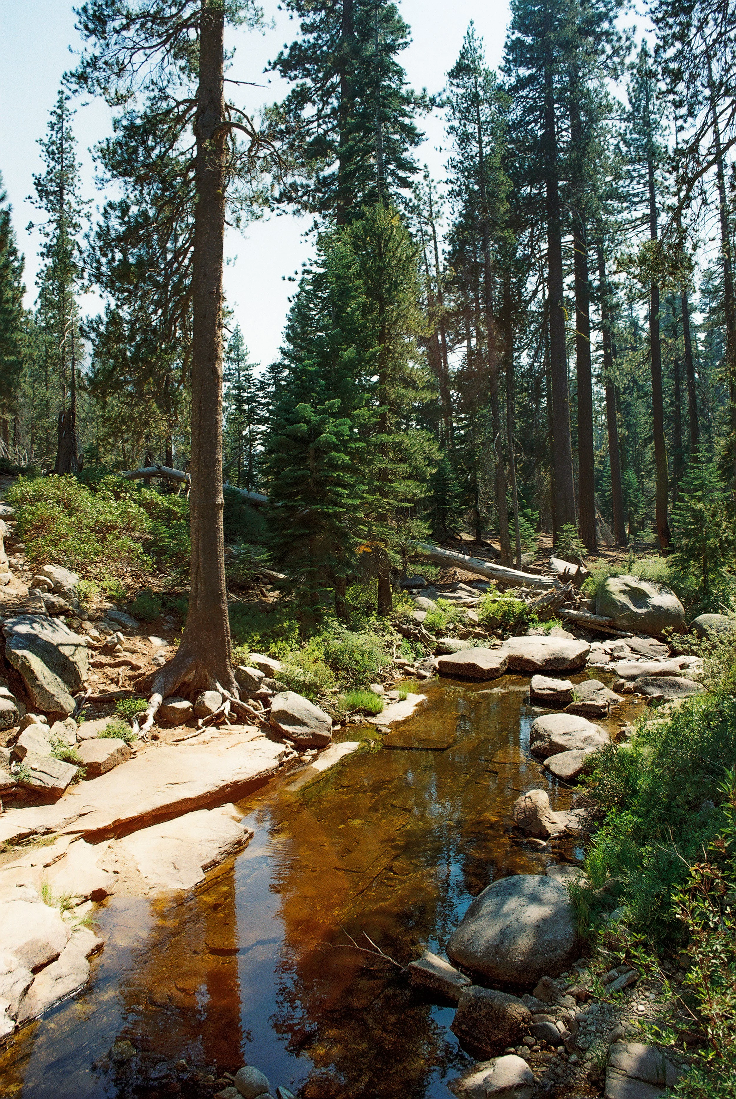 A mountain stream flowing through a dense forest with tall evergreen trees, rocks, and fallen logs.