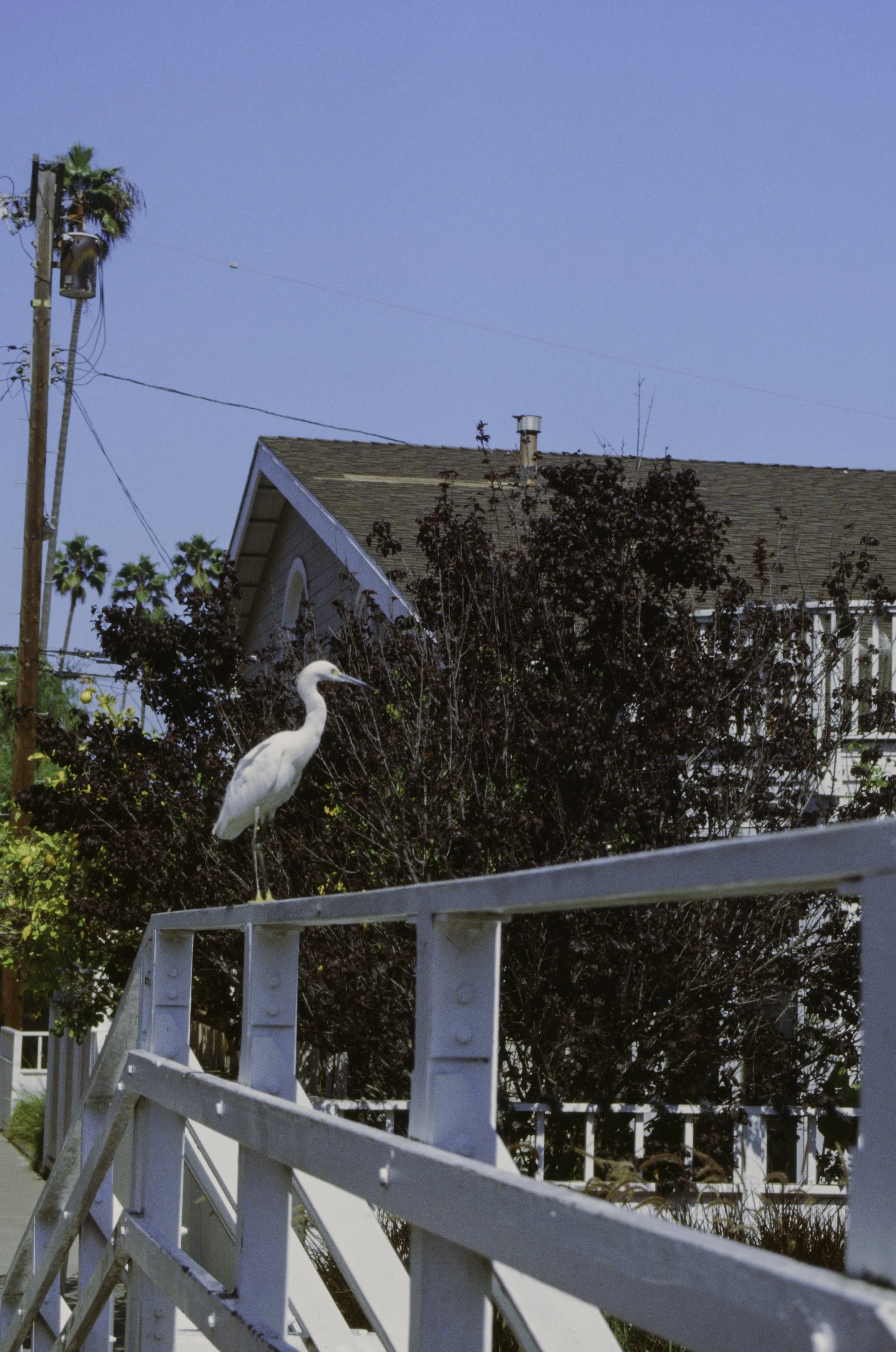 A white heron standing on a white bridge with dark-colored bushes and a house with a brown roof and chimney in the background. There are also utility poles and palm trees under a clear blue sky.