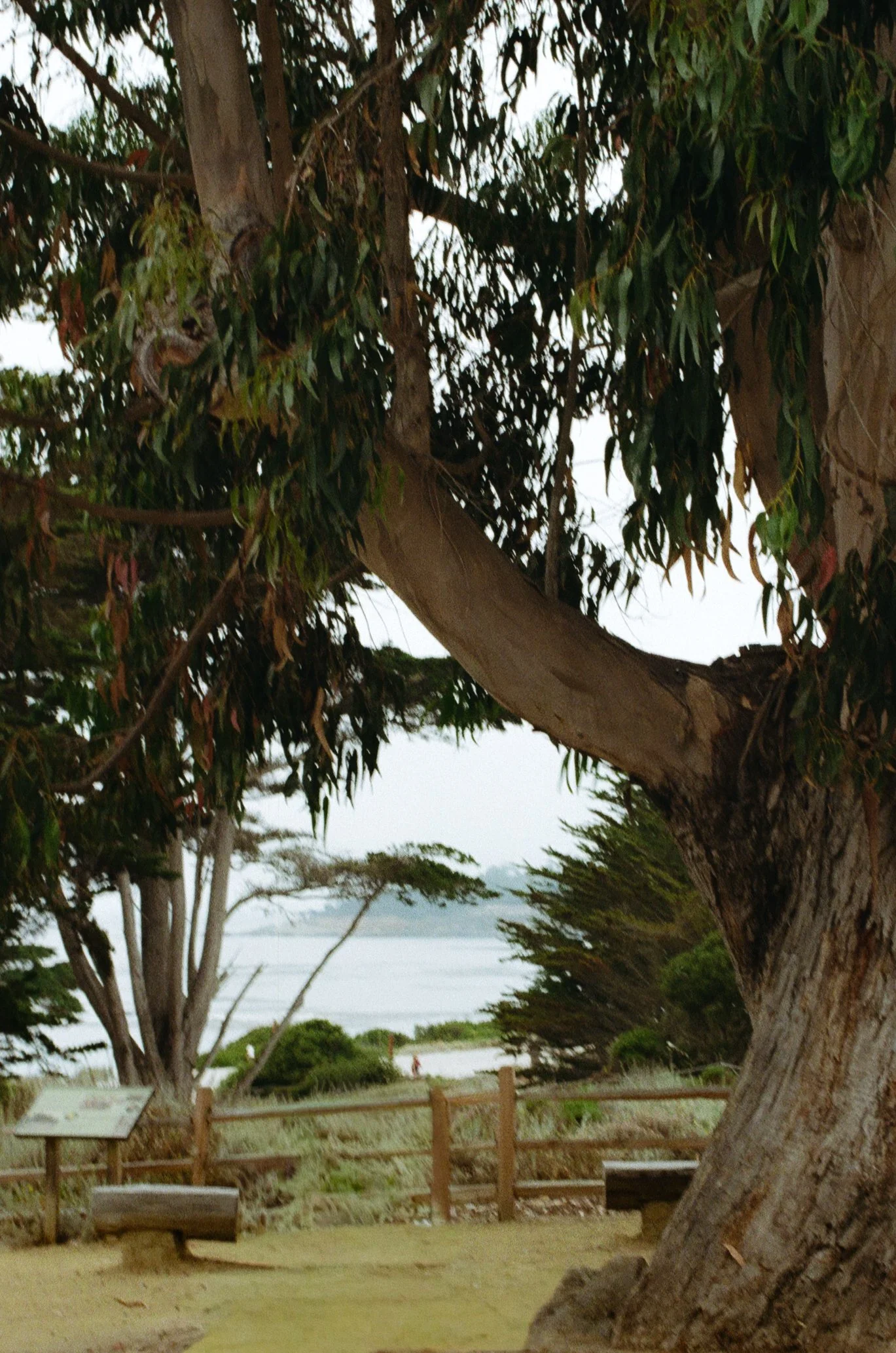 A large tree with a thick trunk and leafy branches in the foreground. In the background, there is a body of water and a fence with a bench nearby. The scene appears to be near a beach or lakeside area.