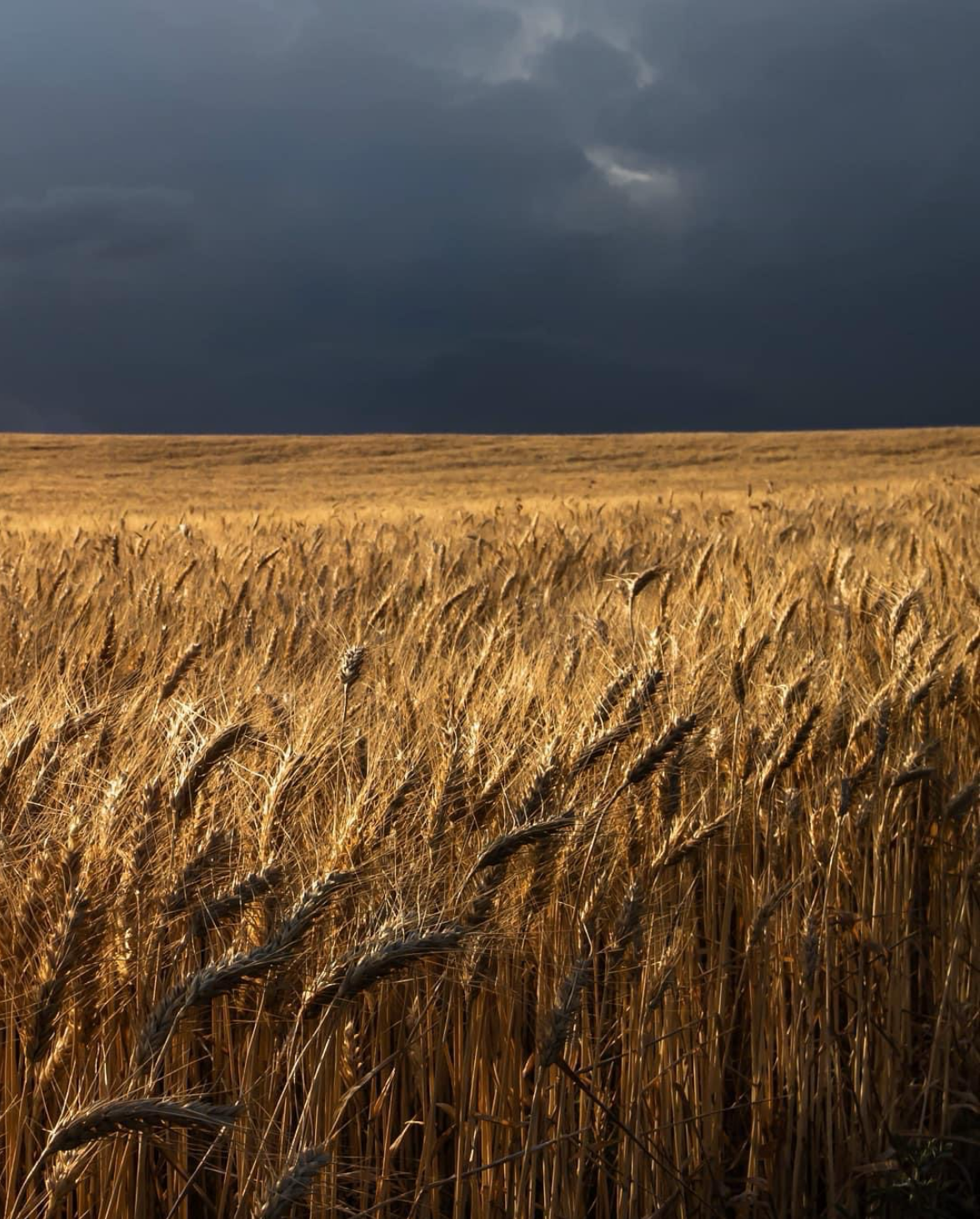 A vast field of golden wheat under a dark, stormy sky.