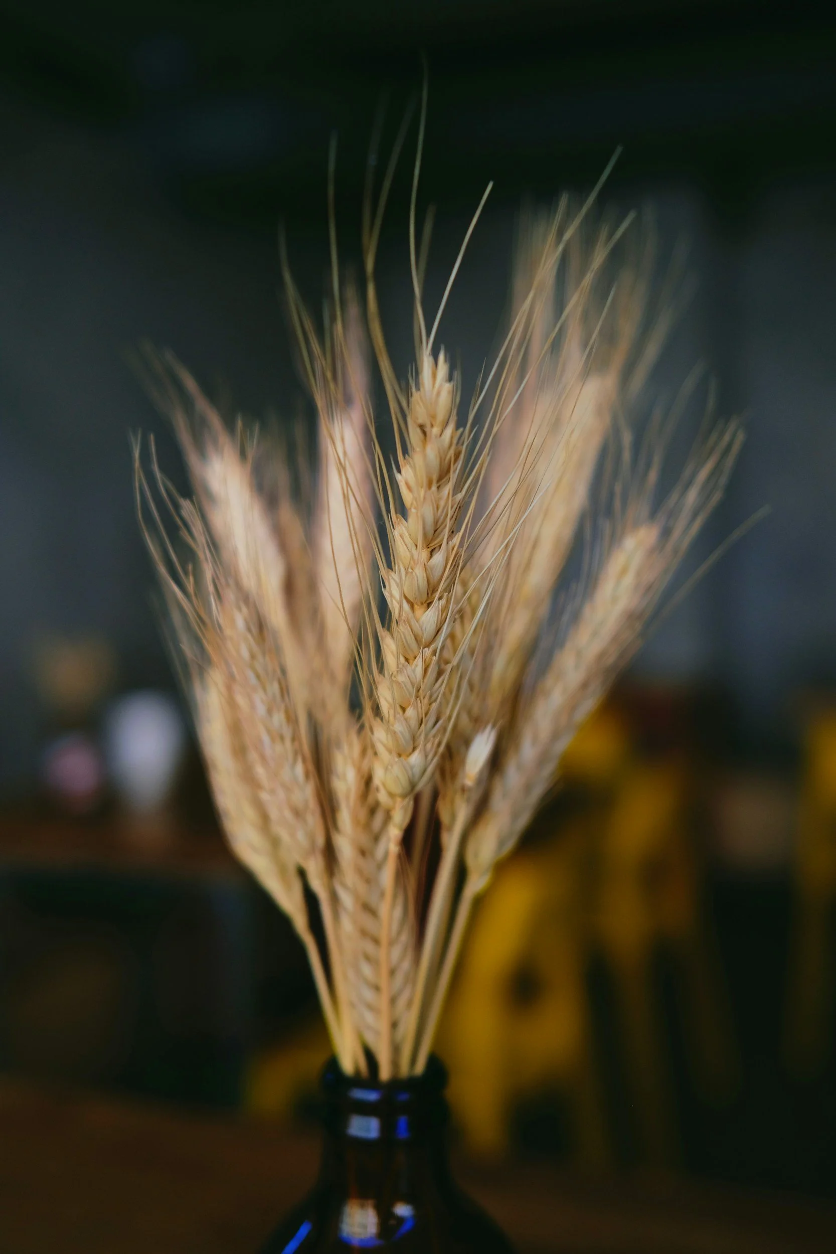 Close-up of golden wheat heads in a blue jar