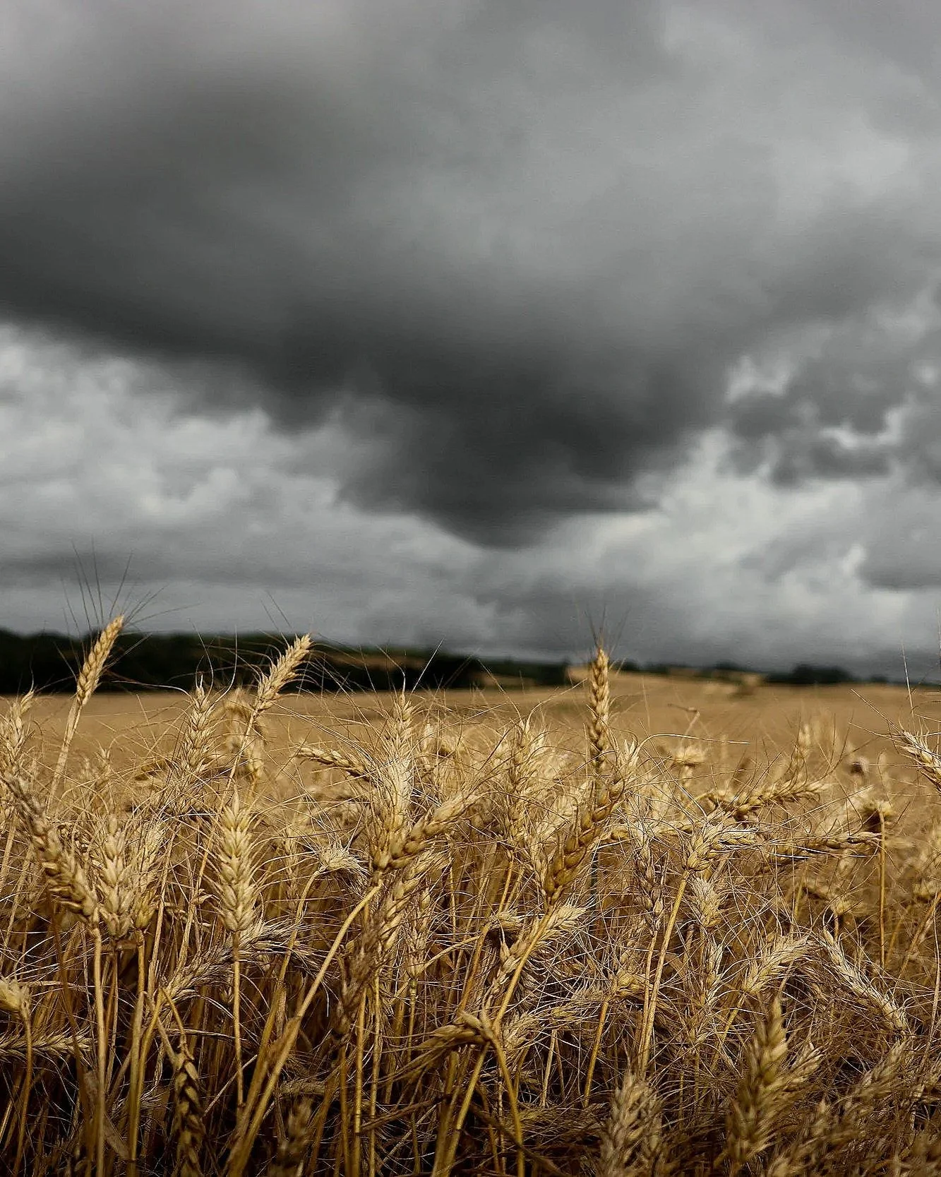 Close-up of golden wheat heads against a rainy background