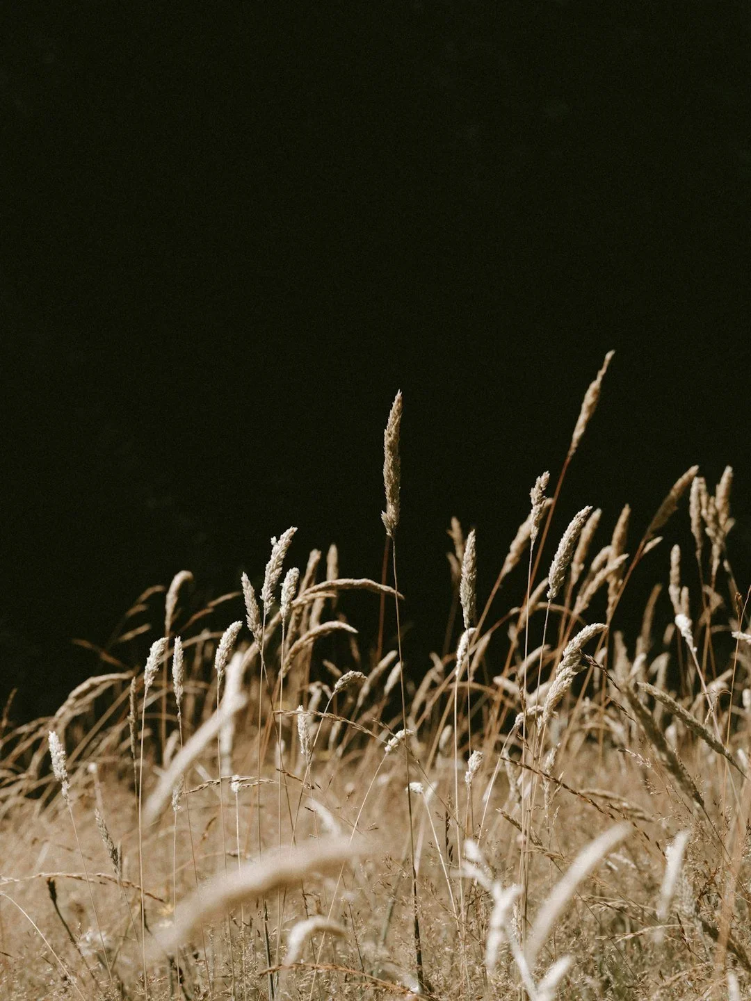 Golden wheat stalks against a dark background.