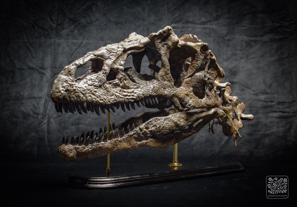 Allosaurus Dinosaur Skull Replica in Museum-Quality Fossil Reproduction