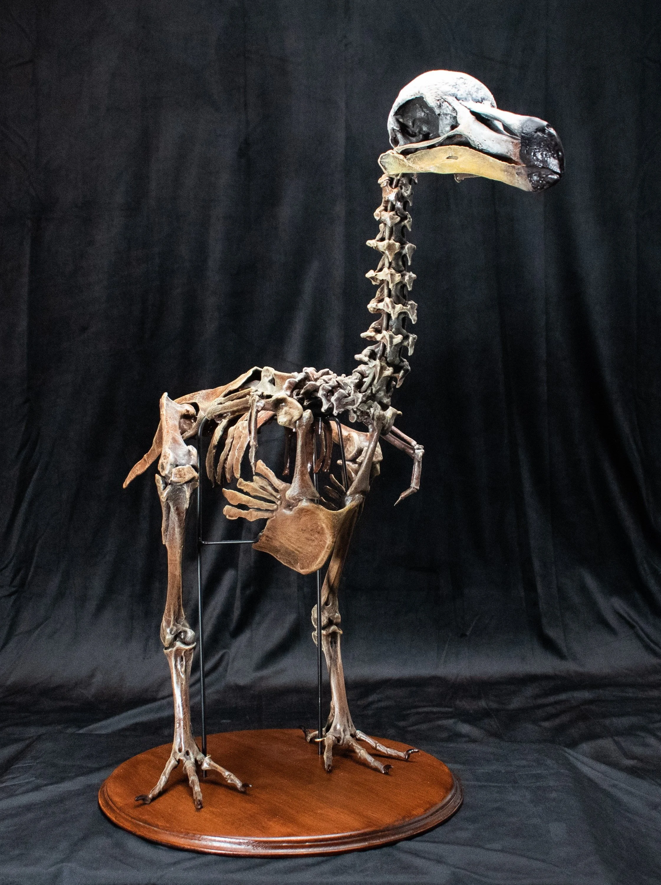 Dodo Bird Skeleton - scientifically accurate life size Premium Replica