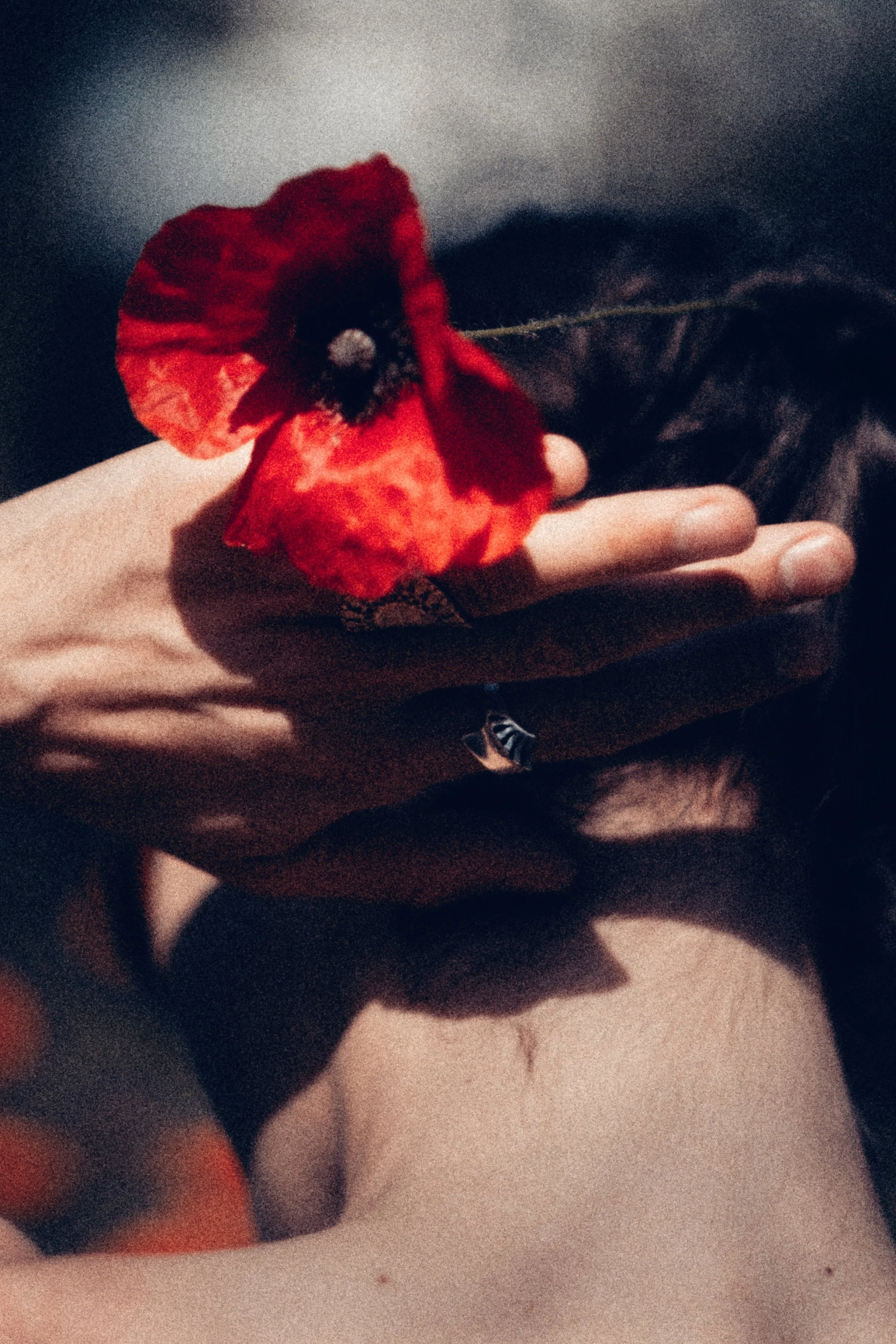 Close-up of a hand holding a red flower with dark background